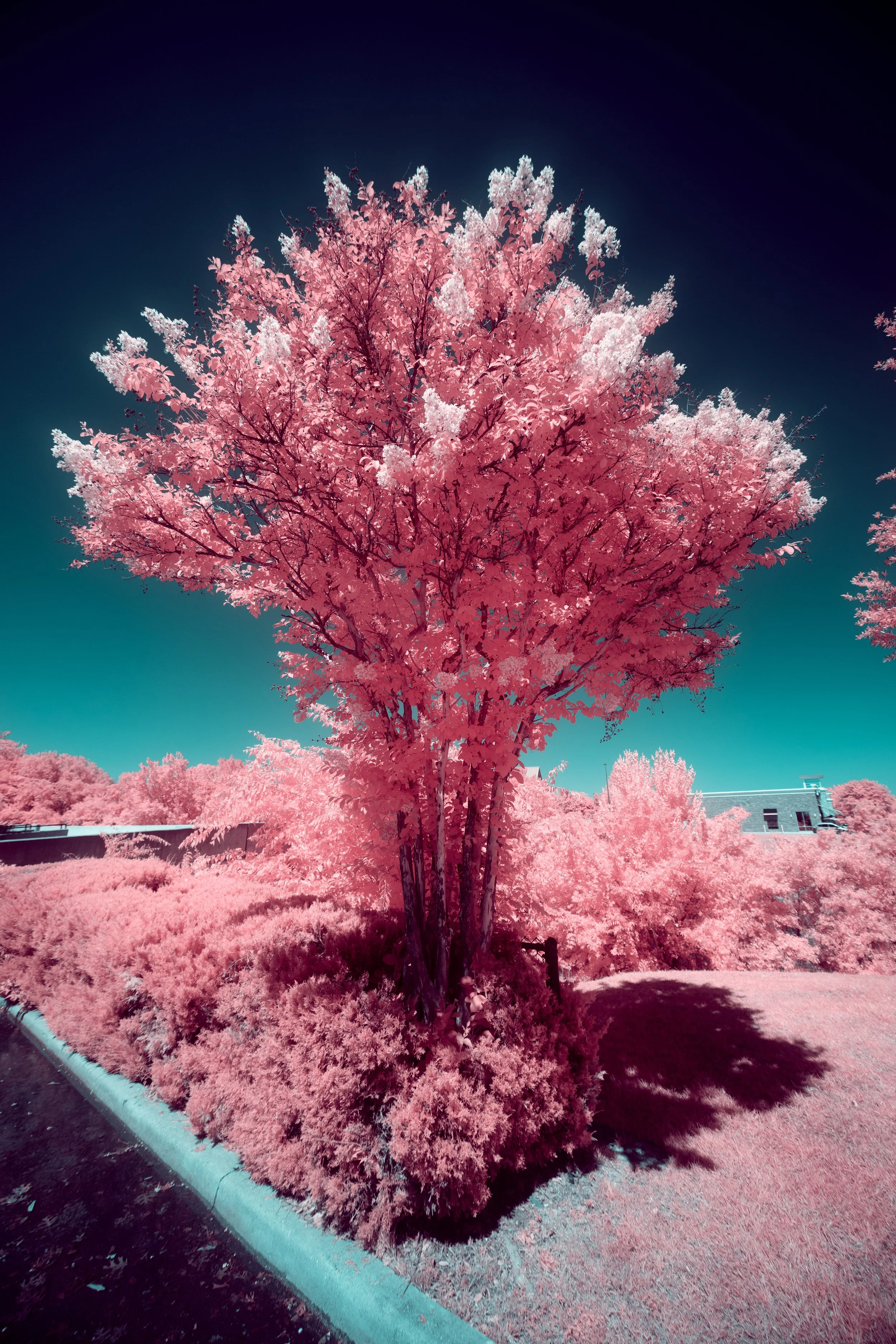 Infrared Cityscapes