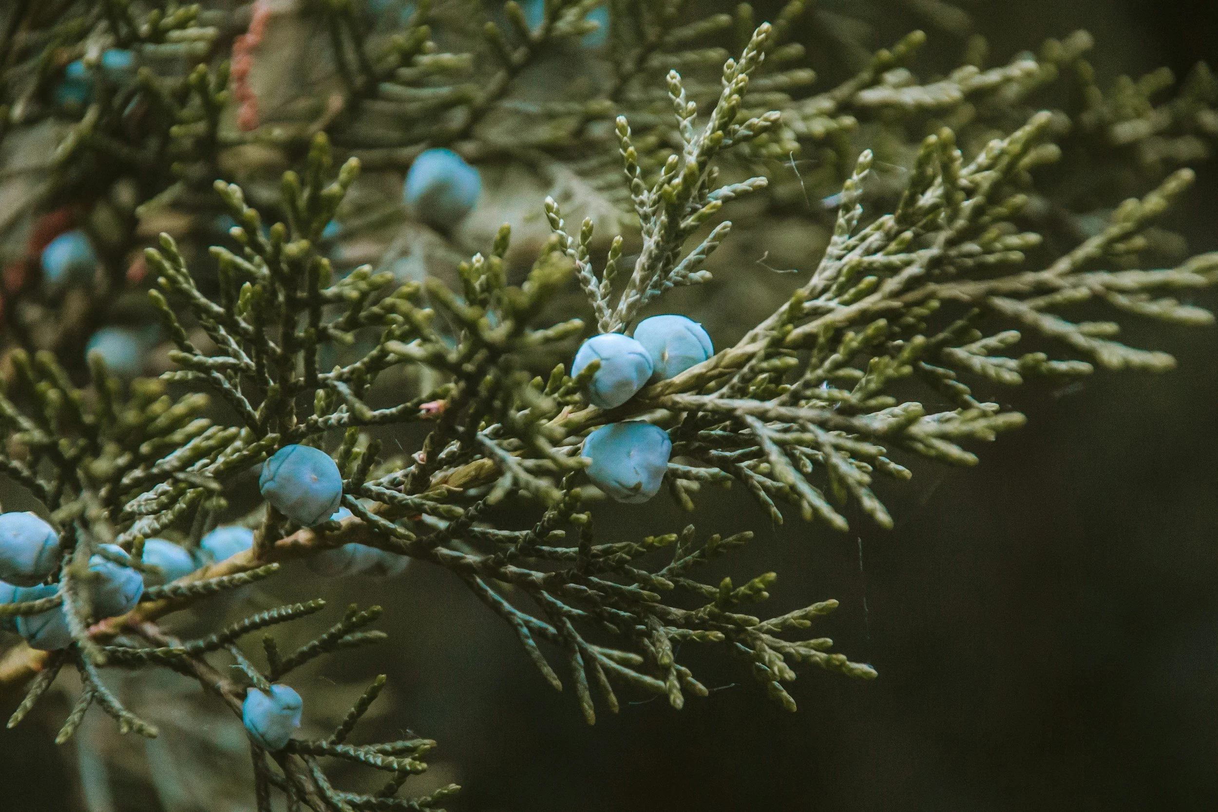 Close-up of a pine branch with green needles and small blue pinecones.