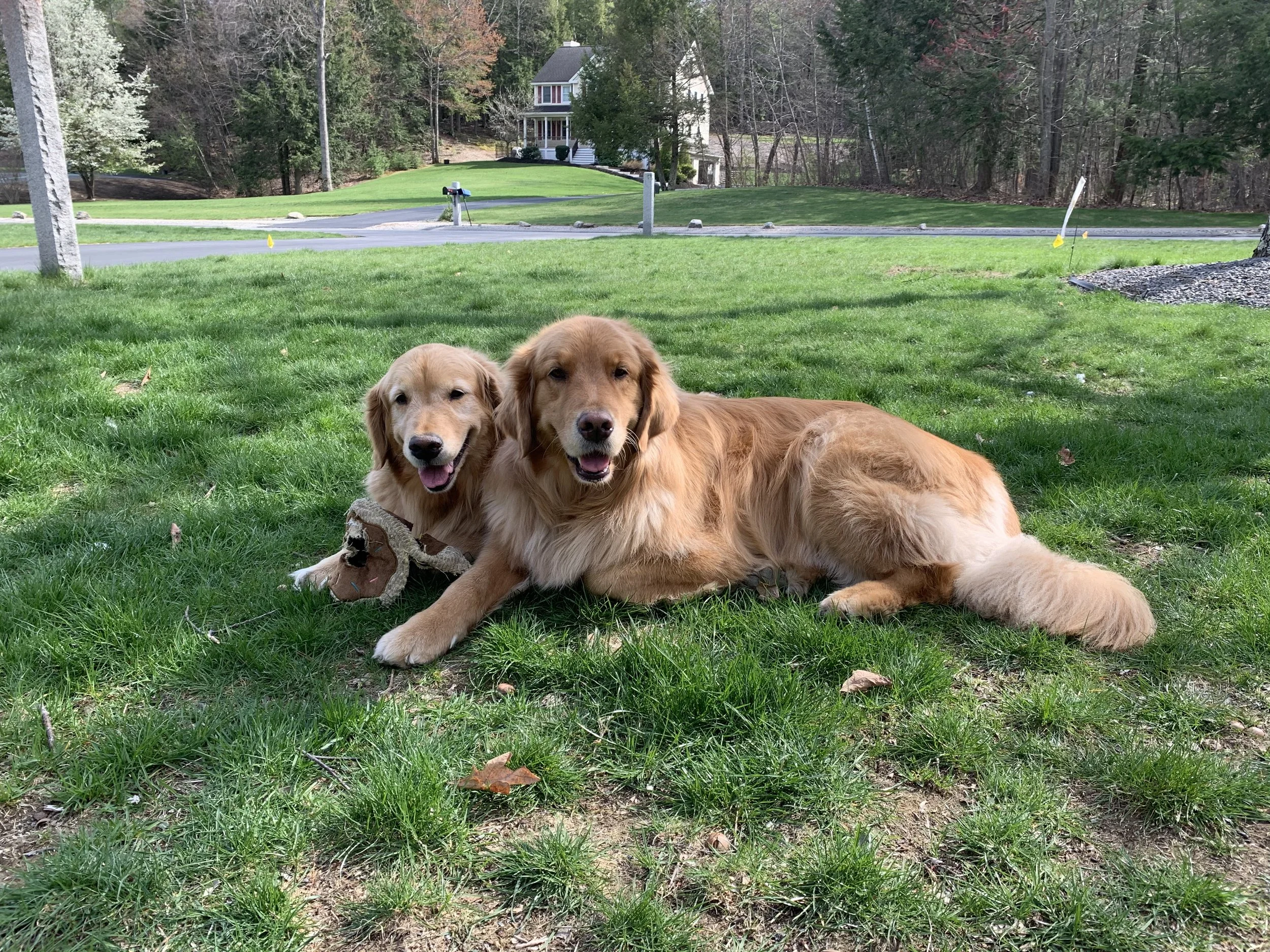 Two golden retriever dogs lying on green grass in a backyard, with a house, trees, and a sidewalk visible in the background.