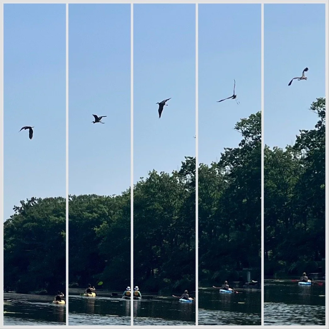 Soaring