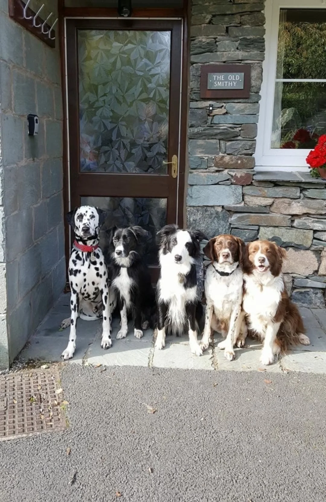 dog outside door.jpg