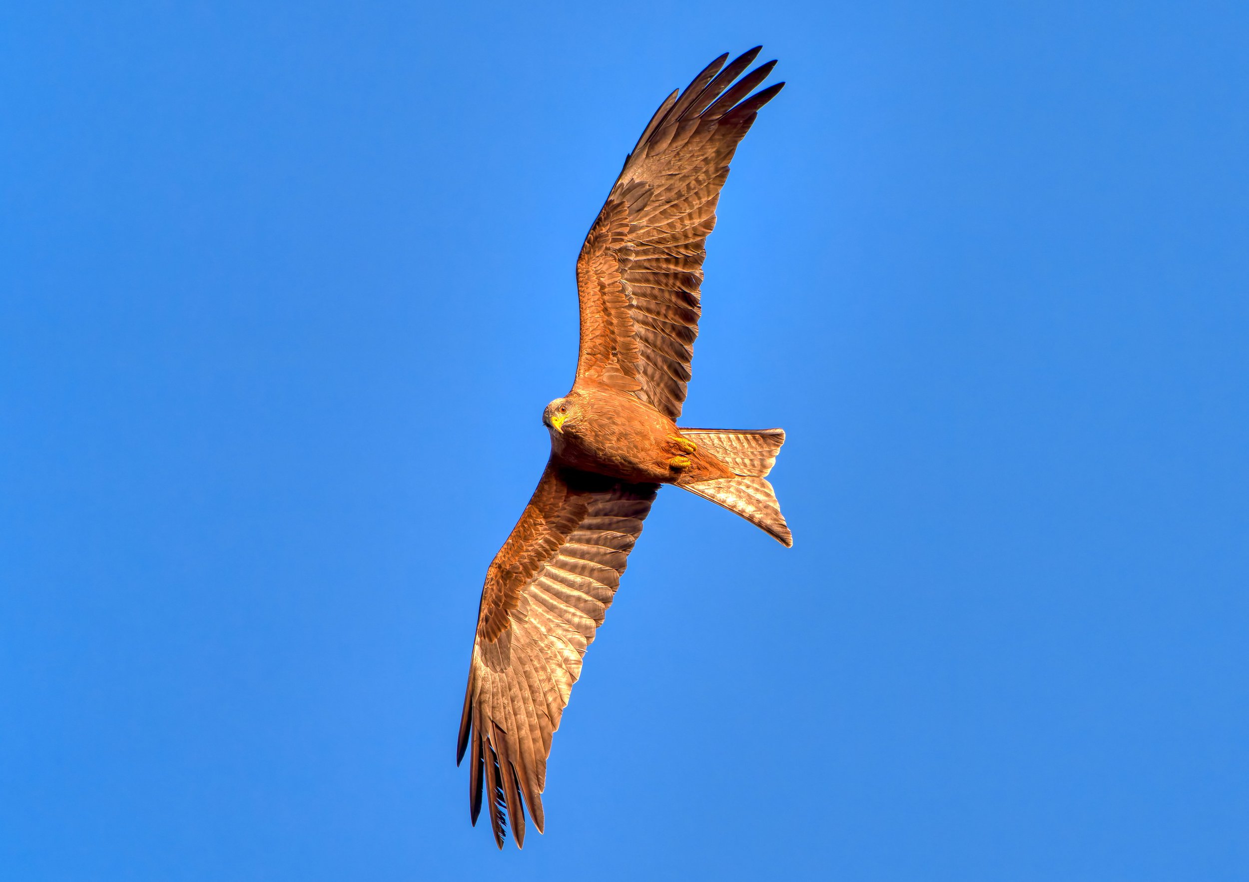 Een rode gier met wijd uitgespreide vleugels vliegt door een heldere blauwe lucht.