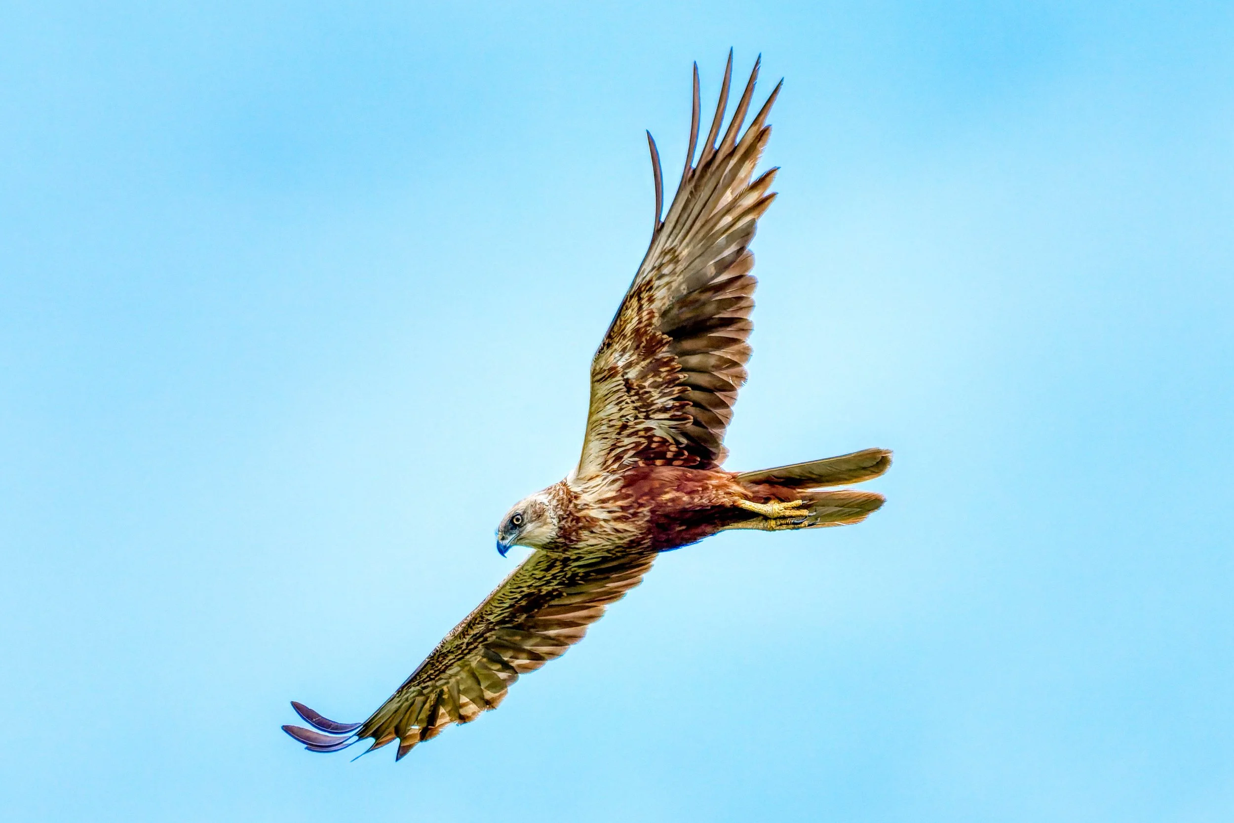 Ooievaar in vlucht tegen een blauwe hemel.