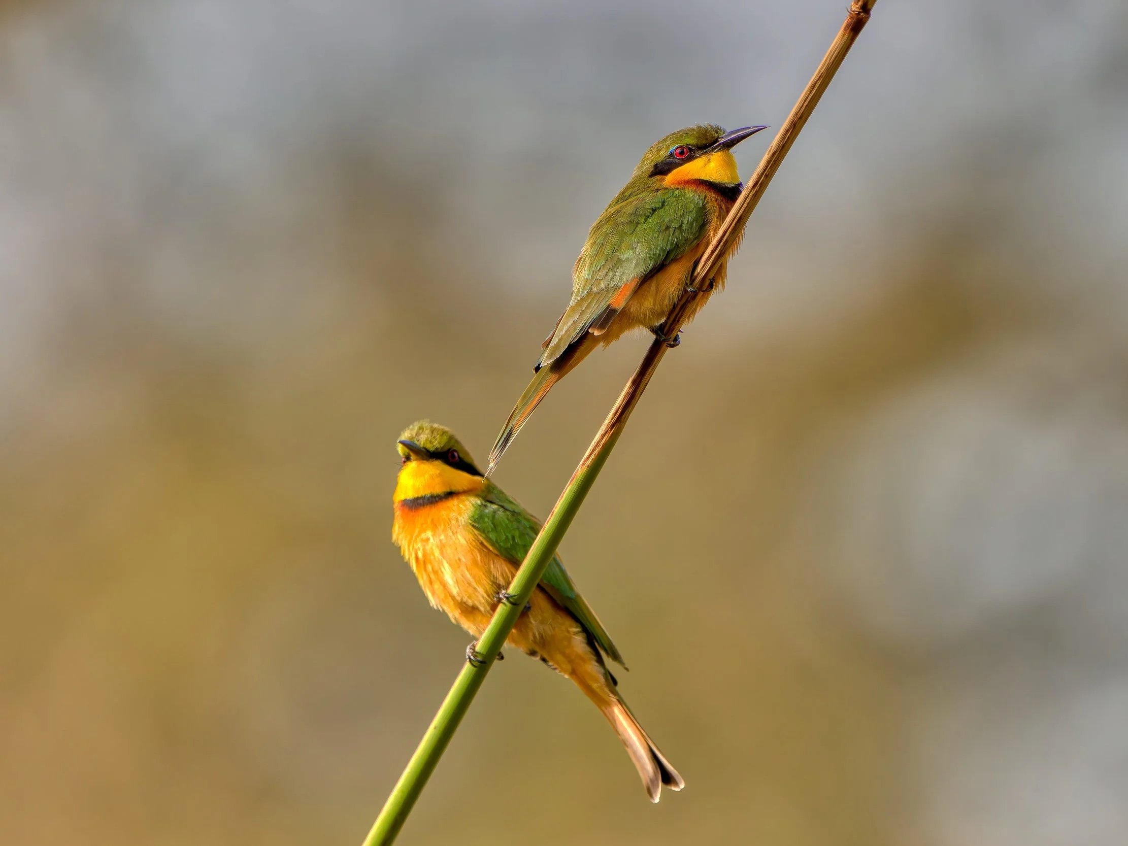Twee kleurrijke vogels, een groene en een gele, zitten op een dunne tak en kijken opwaarts aan een heldere, neutrale achtergrond.