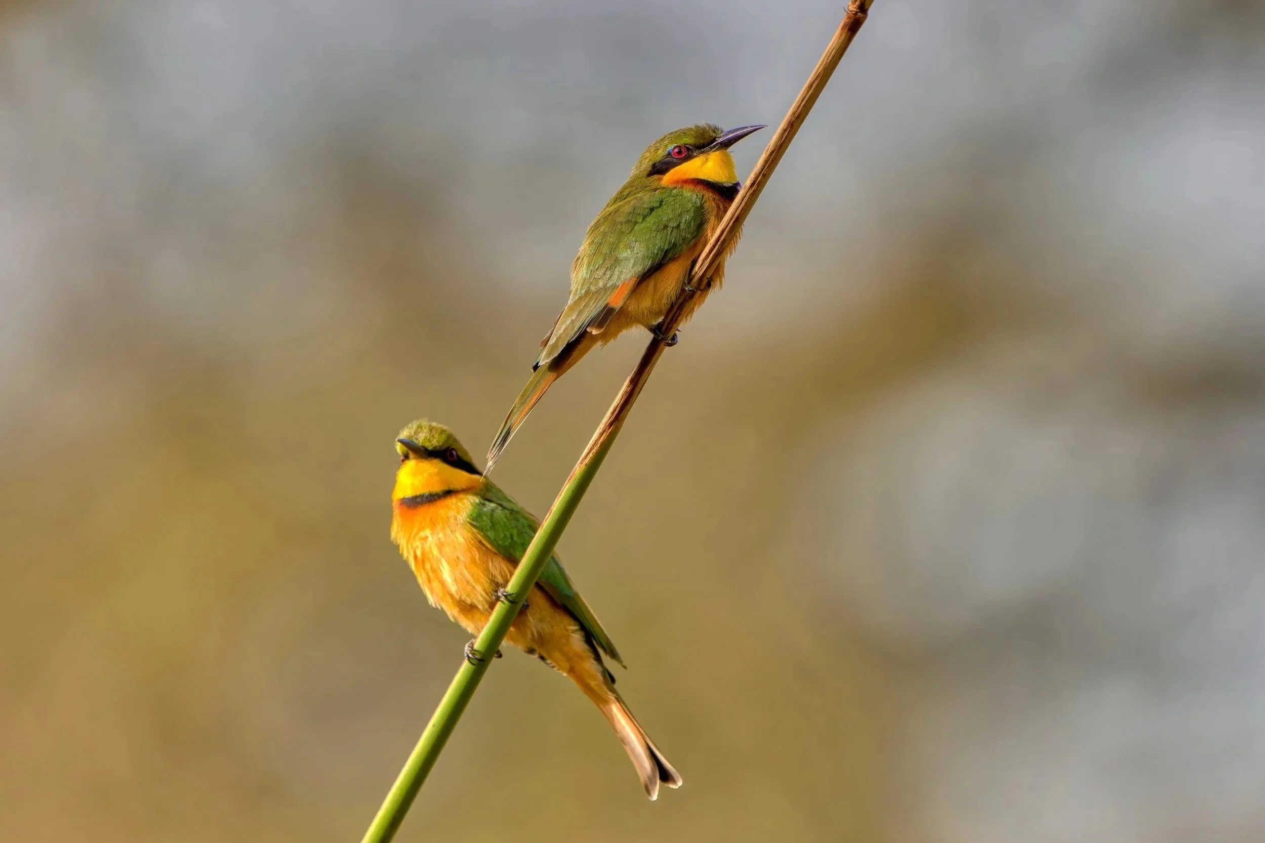 Twee kleurrijke vogels die op een dun takje zitten, met een wazige achtergrond.
