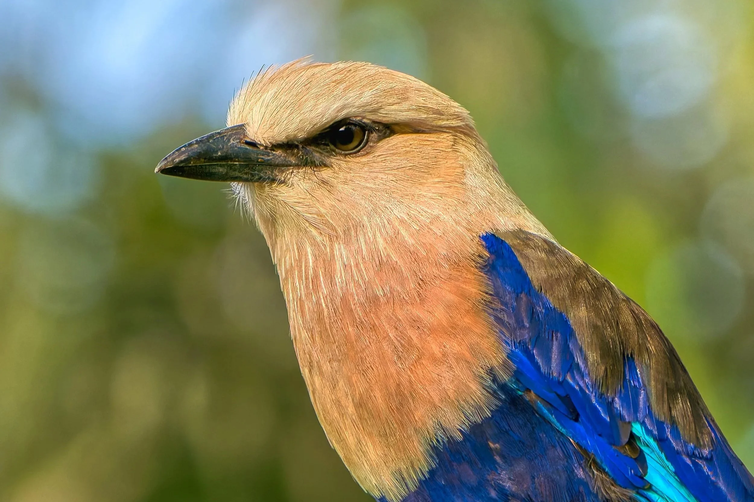Close-up van een exotische vogel met beige kop, zwarte snavel en blauwe vleugels, met een groene achtergrond.