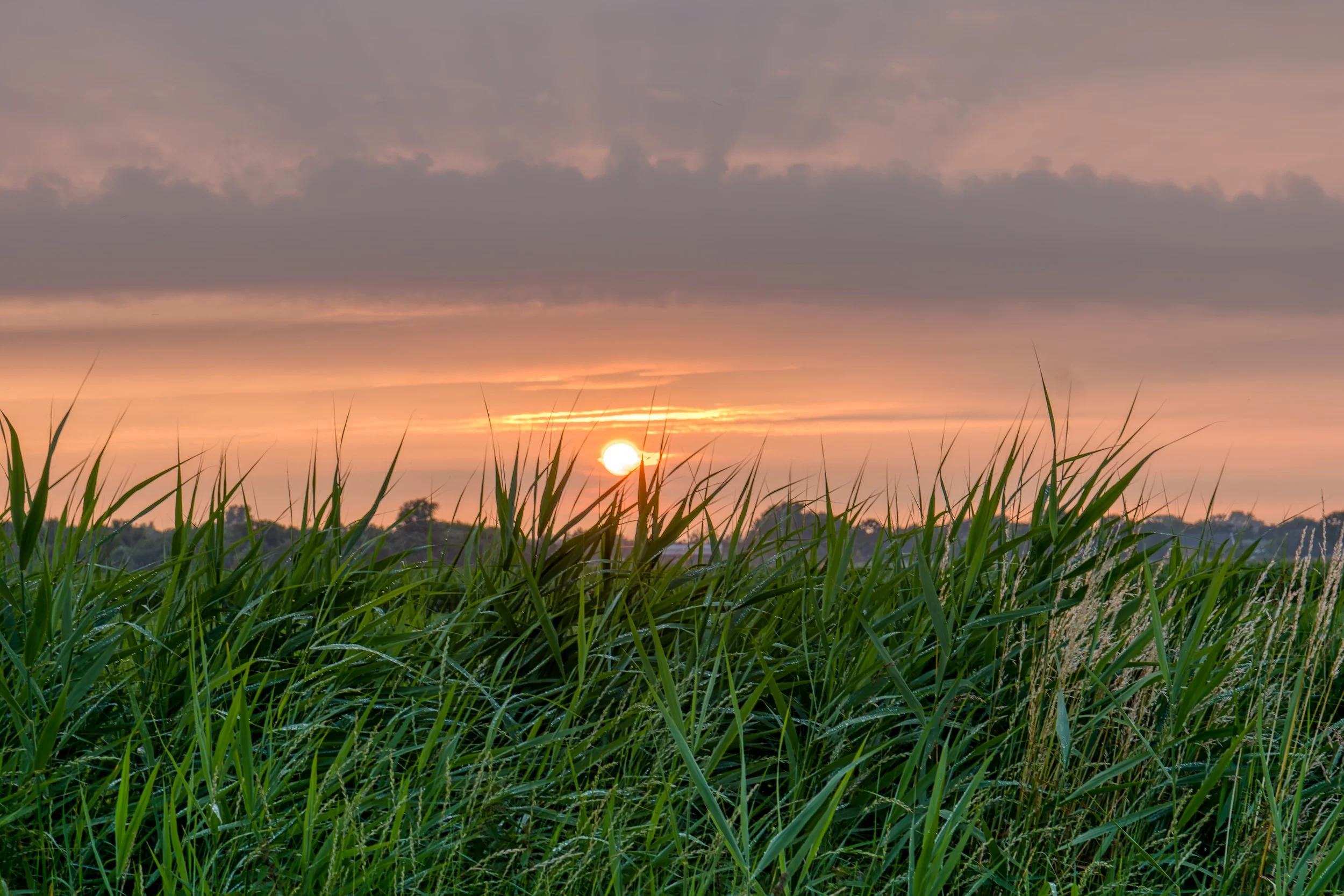 Een zonsondergang boven een veld met groene grasplanten en bomen op de achtergrond, met een bewolkte hemel.