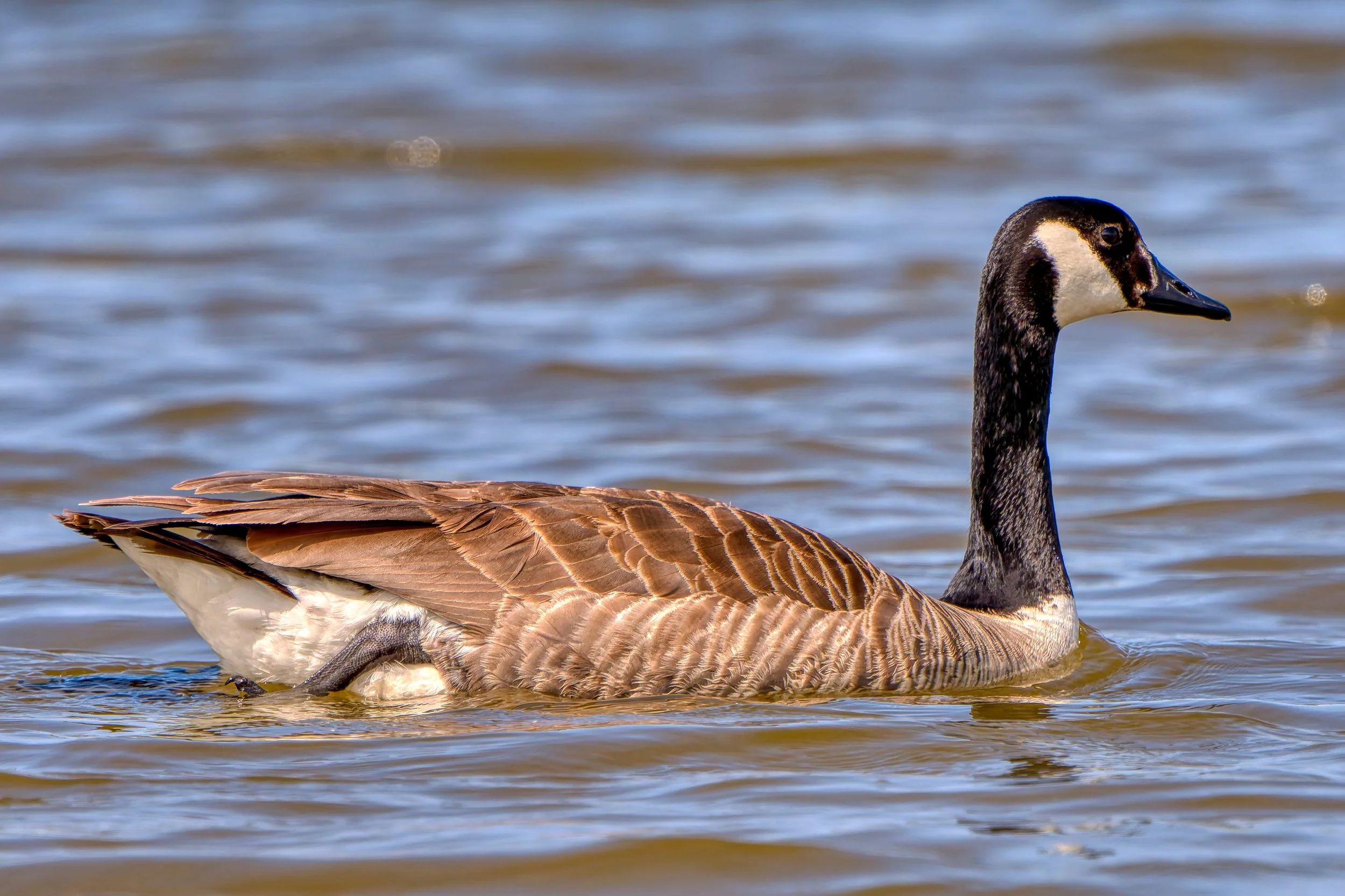 Een domesticus nijlpaard zwemt in het water, met een zwarte kop en een witte snavel, omringd door lichte golven.
