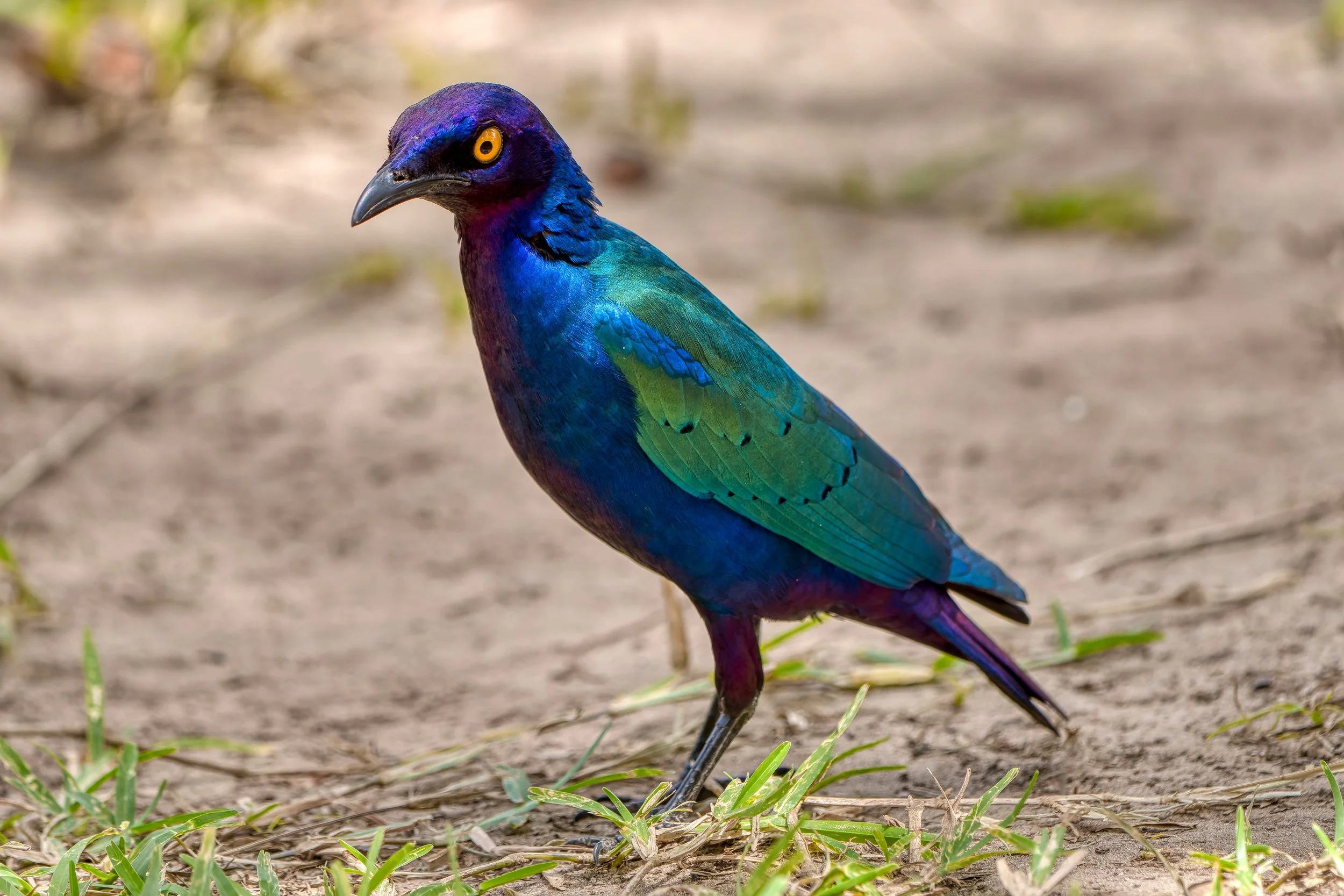 Een kleurrijke vogel met glanzende blauw, groen en paarse veren, met een zwartgezicht en oranje ogen, staat op de grond tussen groene grassprietjes.