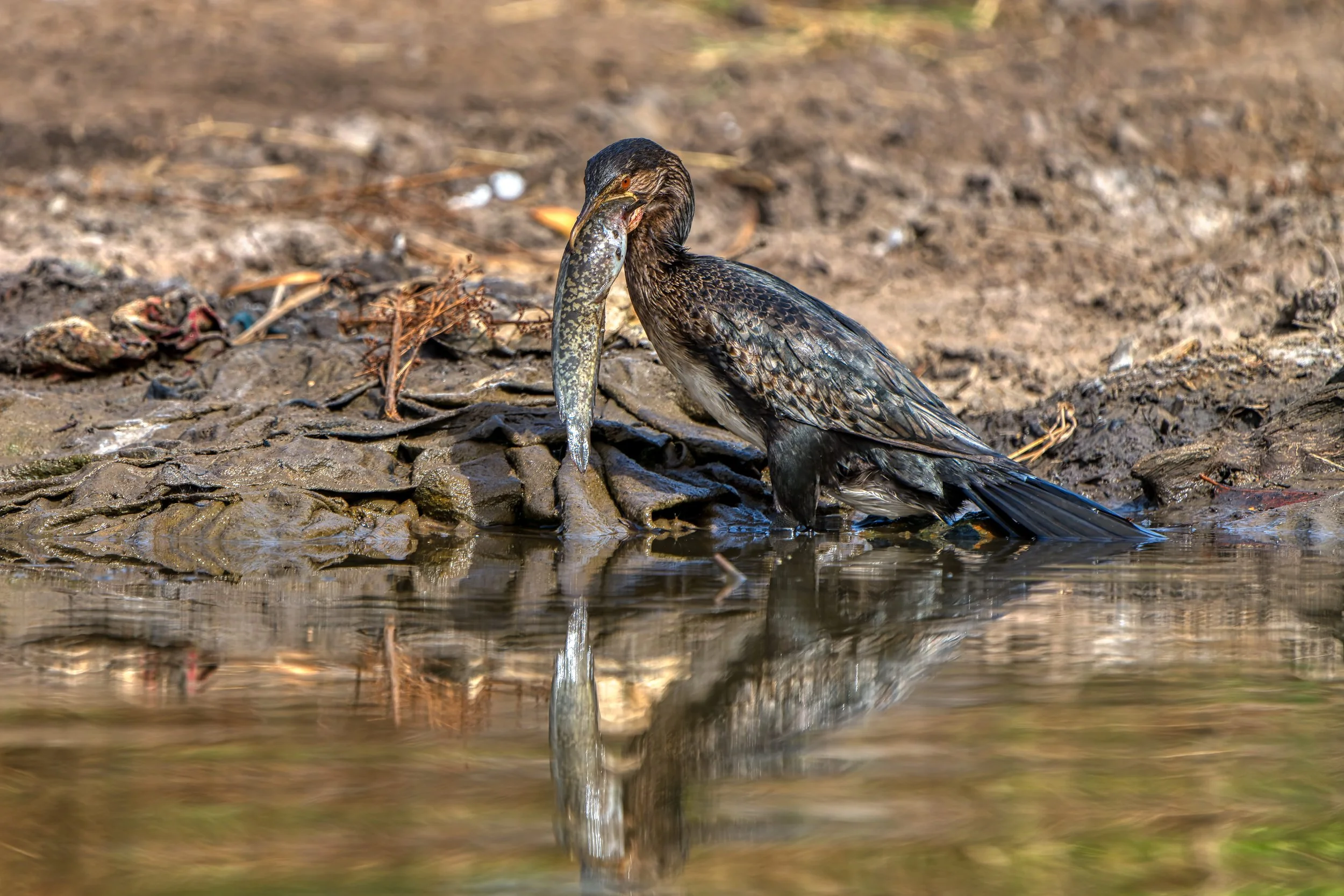 Een eendenachtige vogel die in het water een vis vasthoudt met zijn bek.