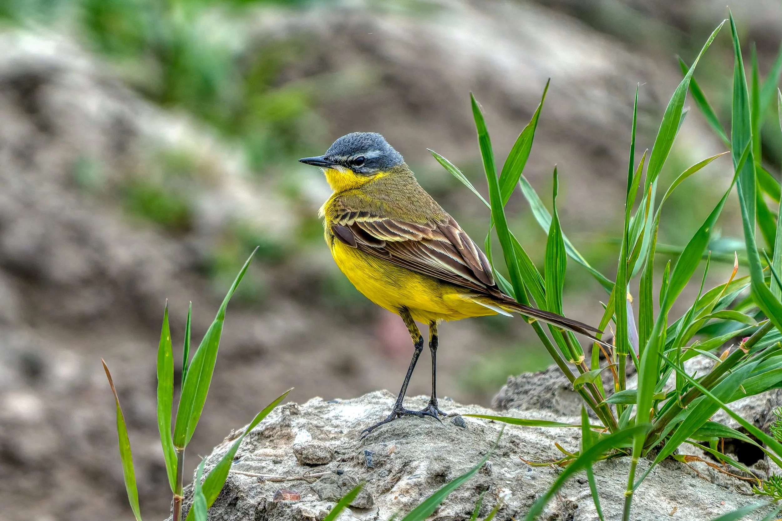 Een geel en grijs vogel staat op de grond tussen groene grassprieten, met een rotsachtig oppervlak eronder.