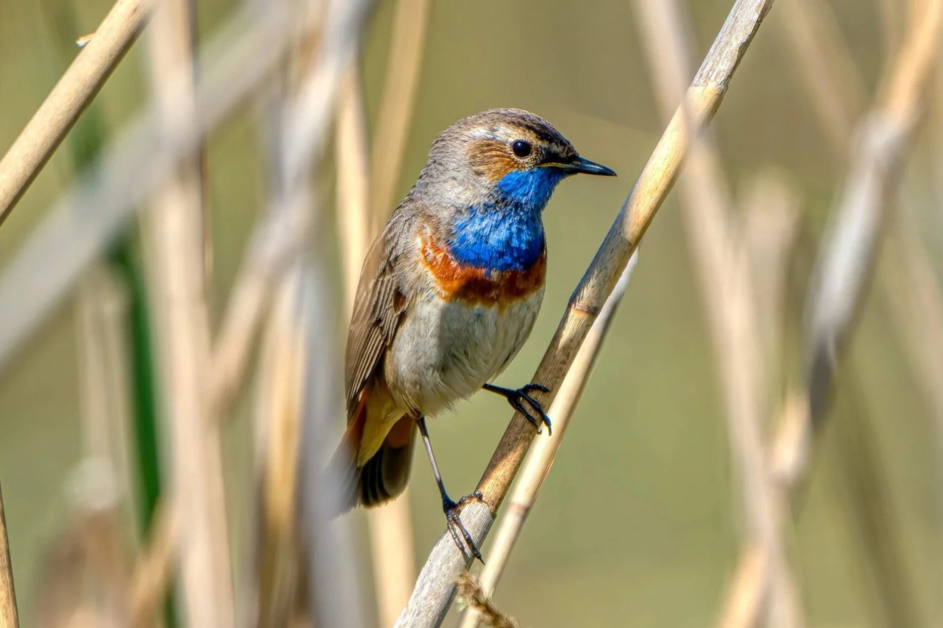 Een kleine vogel met een heldergele borst en een opvallende blauwe keel, zittend op een dun takje tussen grasrijke planten.