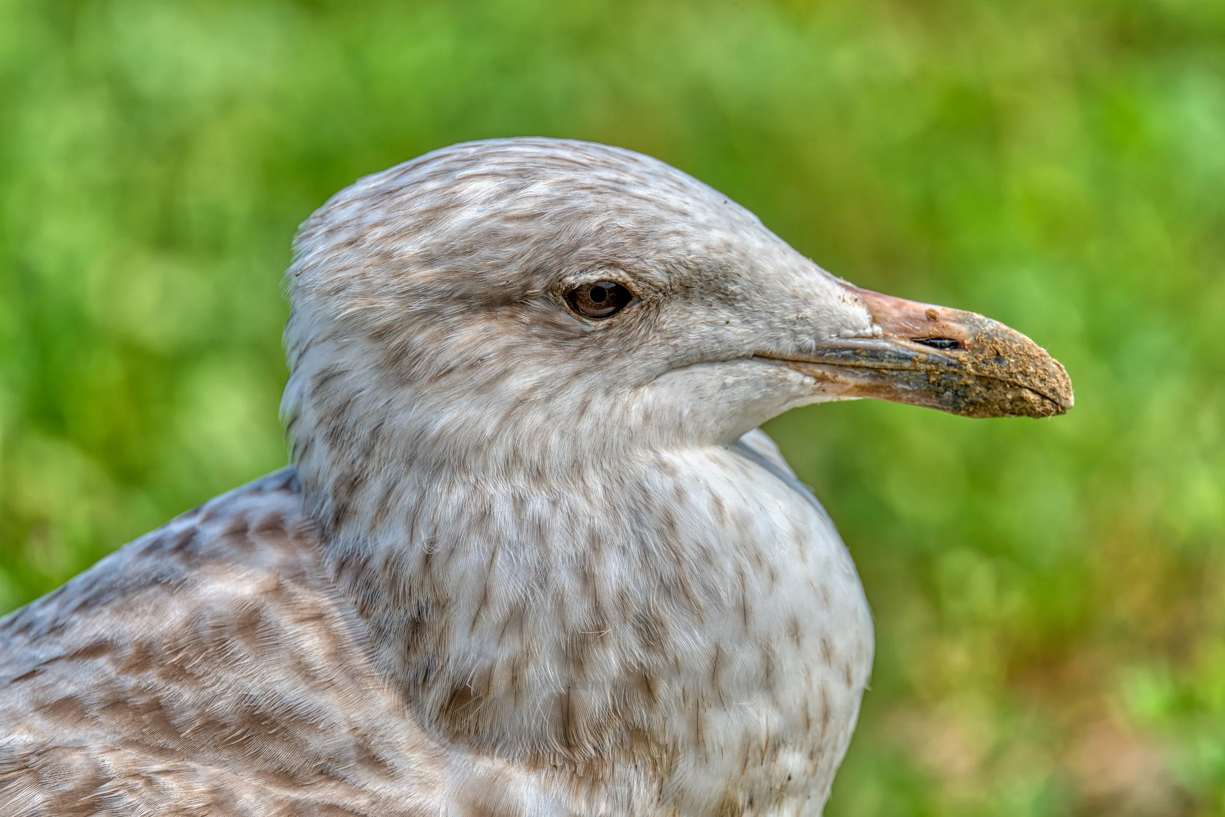 Close-up van een grauwe gans met een groene achtergrond.
