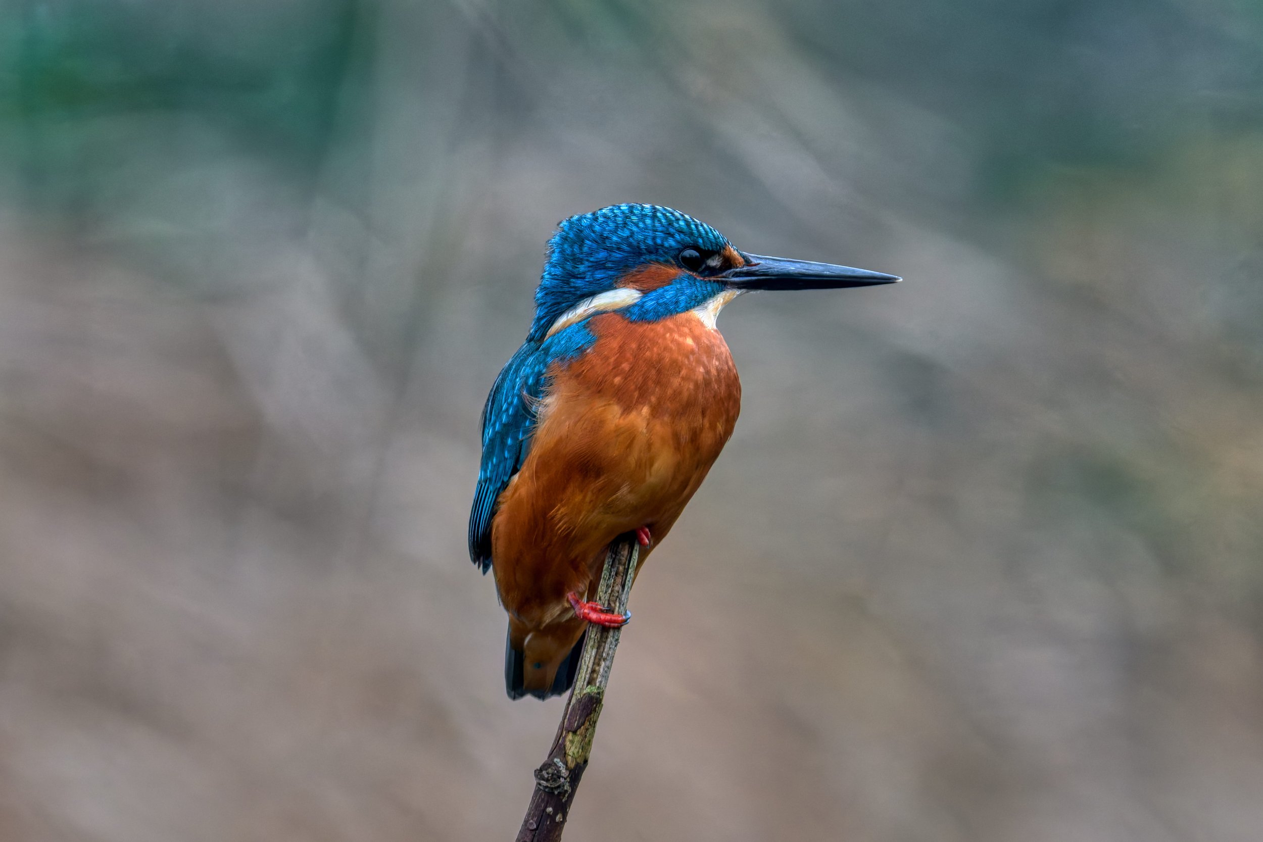 Een kleurrijke ijsvogel zit op een dun takje met een zachte, vage achtergrond.