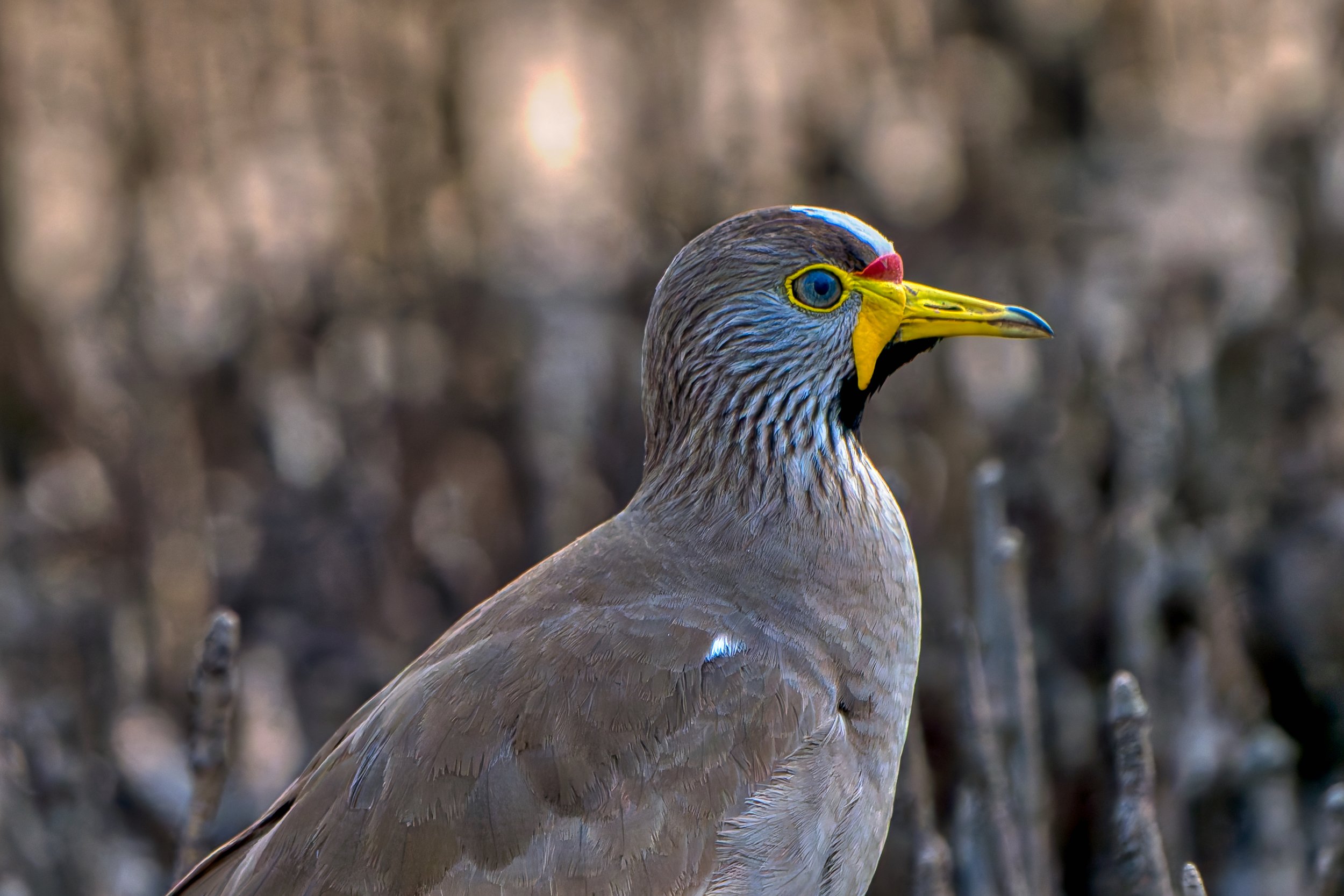Grote gevlekte vogel met gele snavel en blauwe ogen, mogelijk een arend of roofvogel, met een wazige achtergrond van takken.