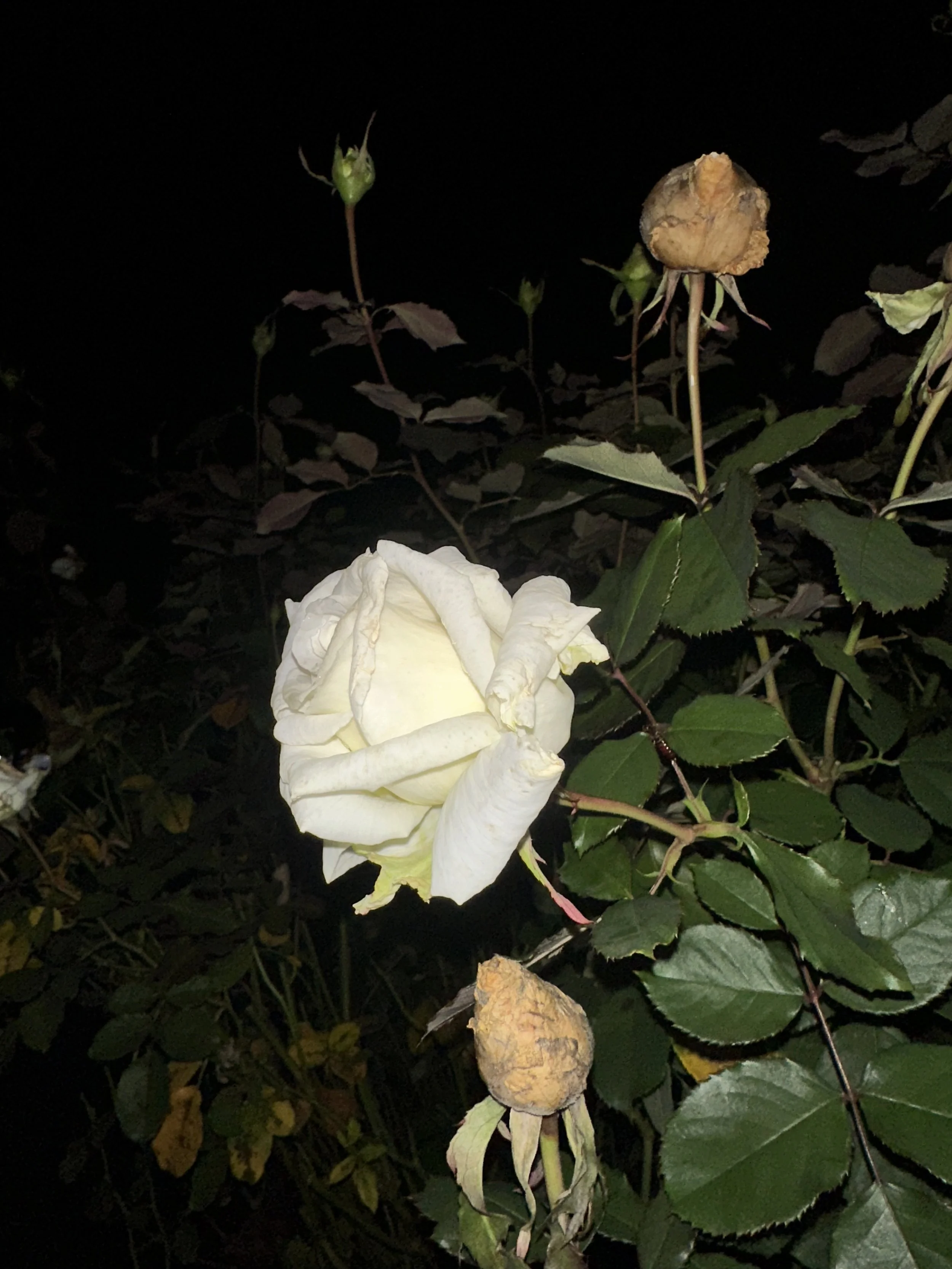 A white rose in full bloom surrounded by dark green leaves, with dried brown rose buds and unopened green buds nearby, set against a dark background.