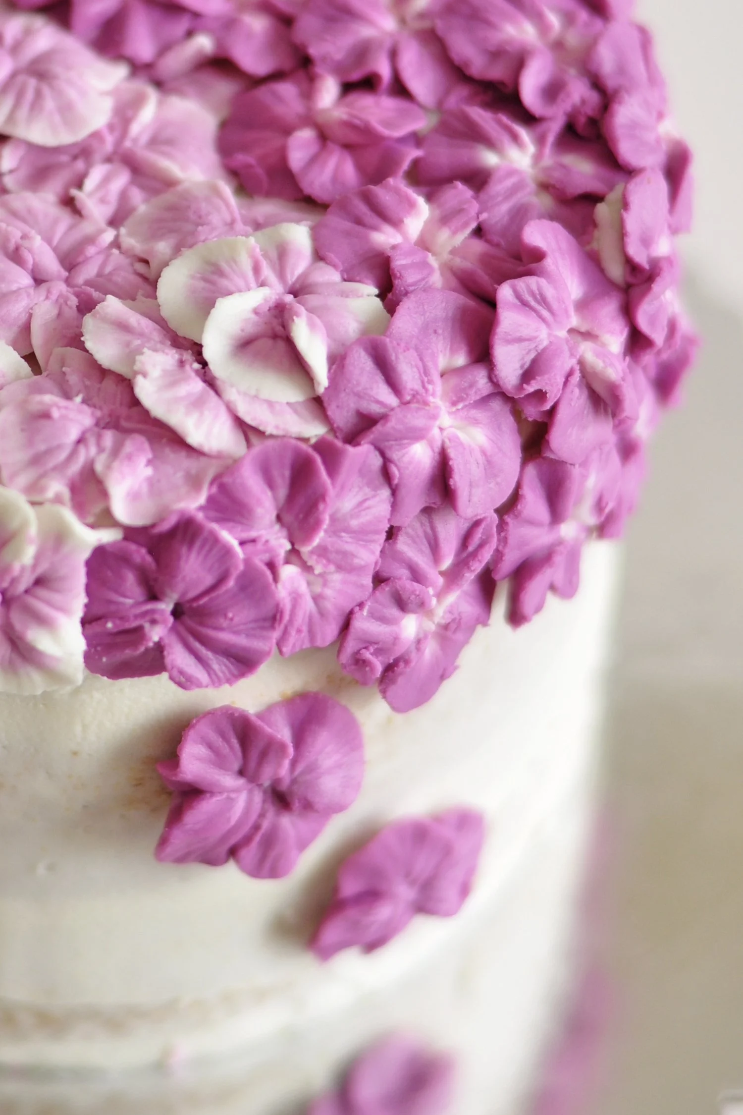 Hydrangea 3.jpg