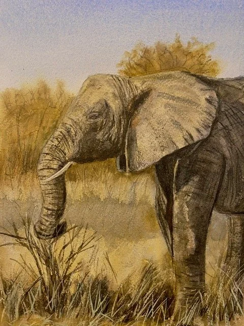 Elephant
