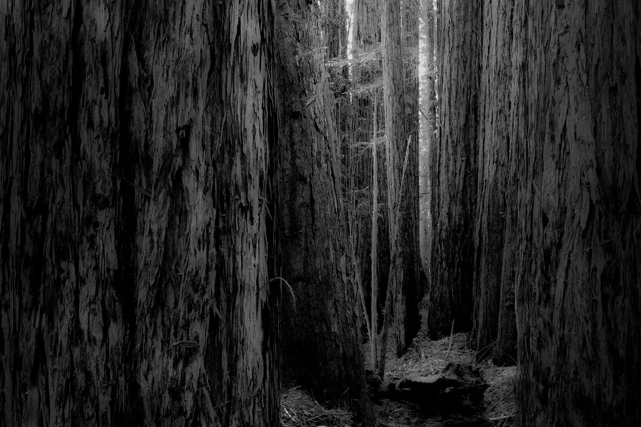 Redwood Trees