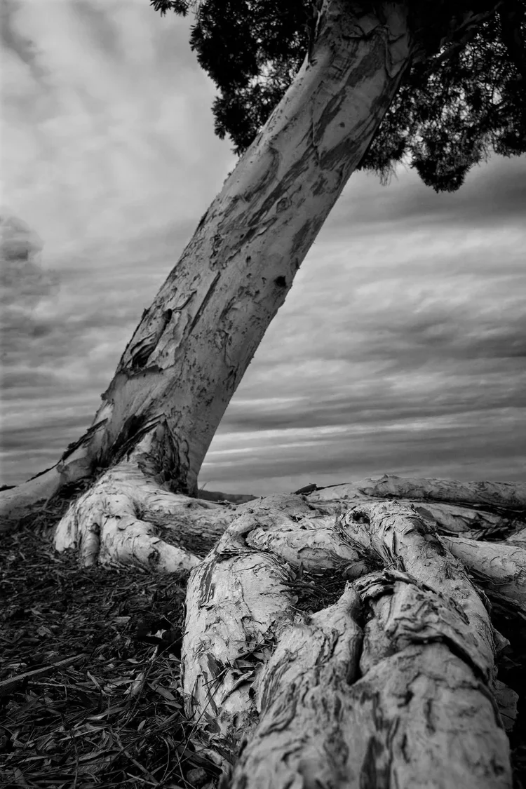 Leaning Tree 
