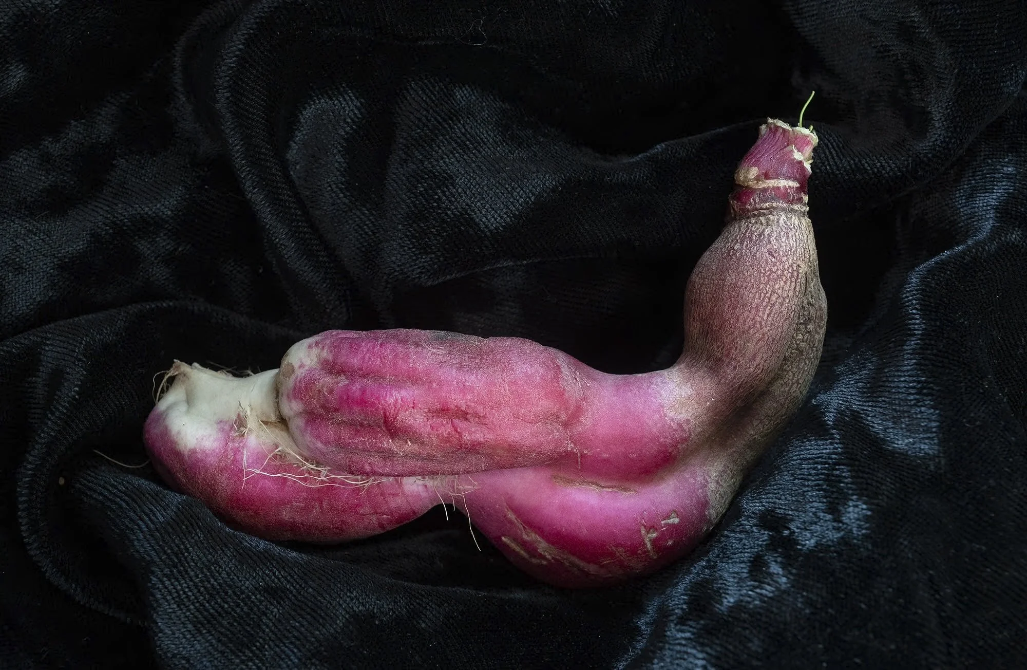 Radish