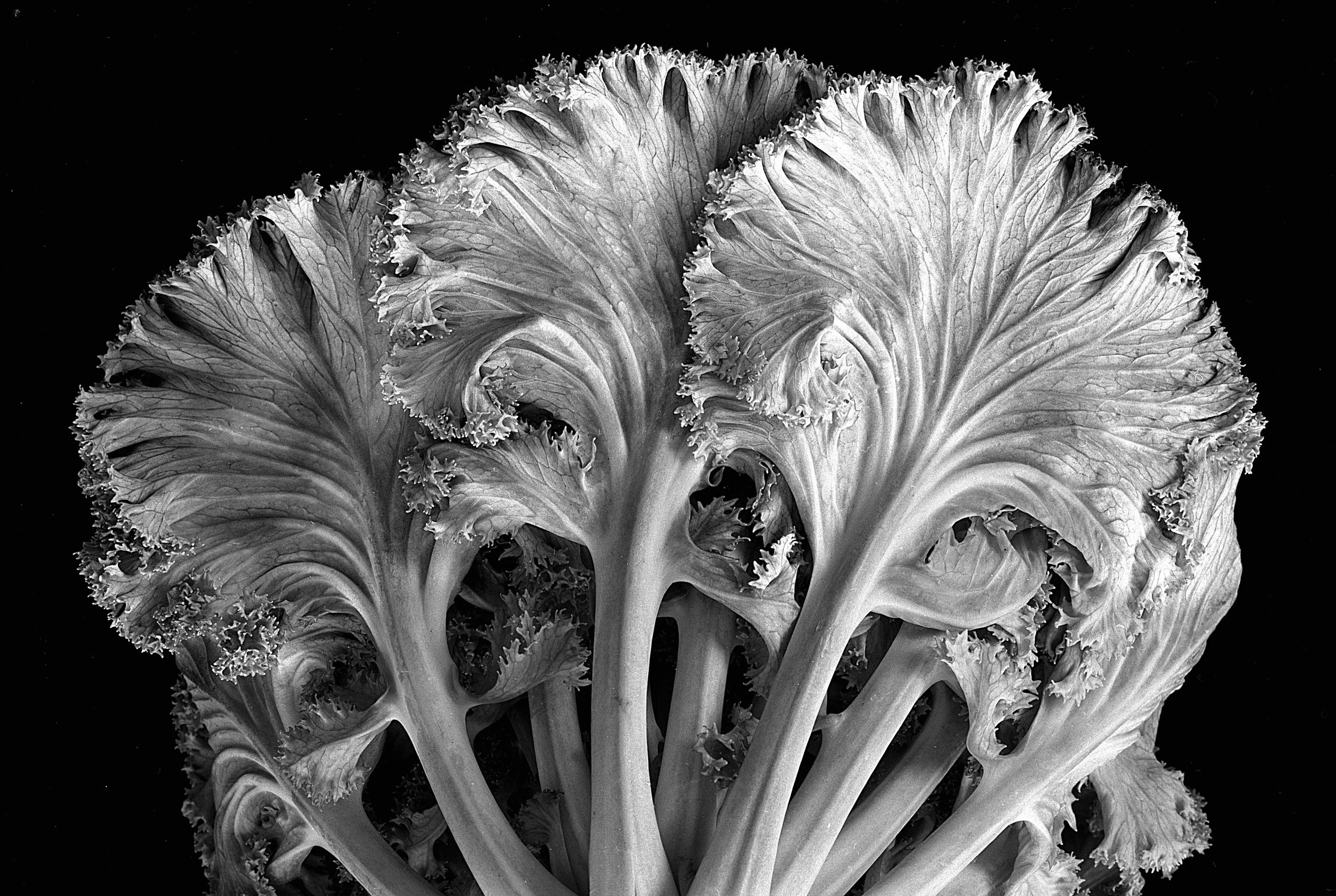 Cabbage