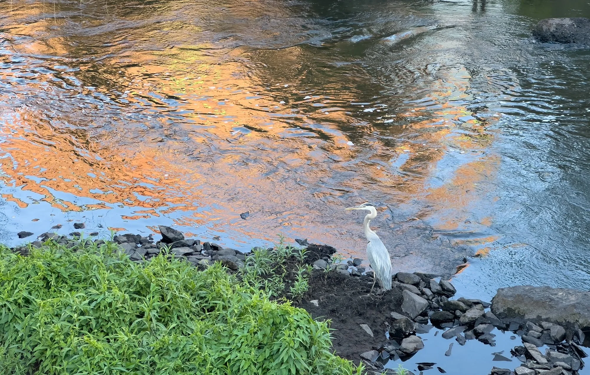 Heron