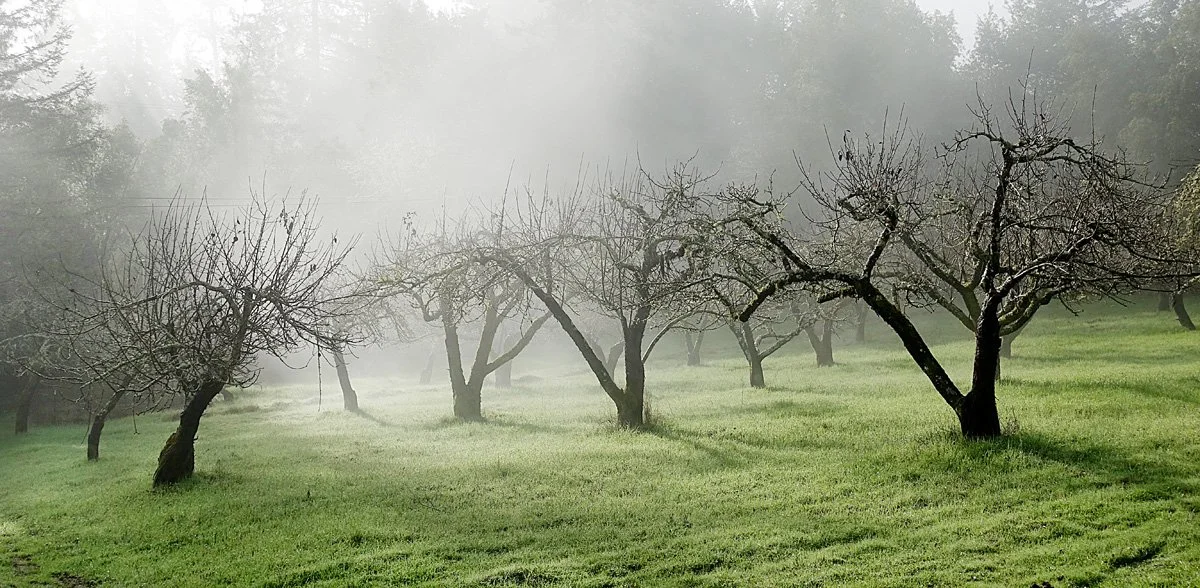 OLd A[[;e Orchard