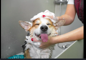Grooming Pickup/Dropoff