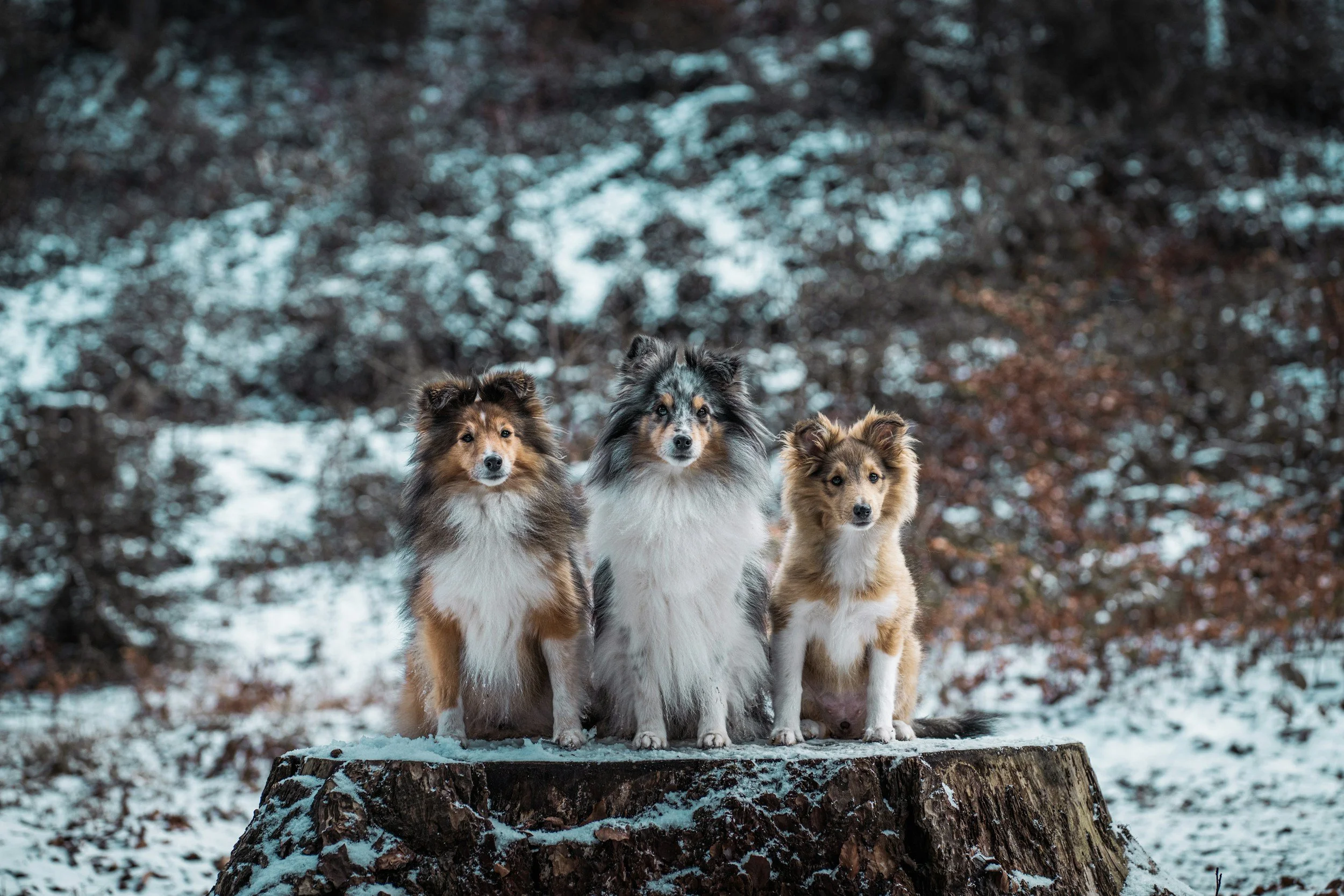 Three Shetland Sheepdogs standing on a large tree stump in a snowy forested area.