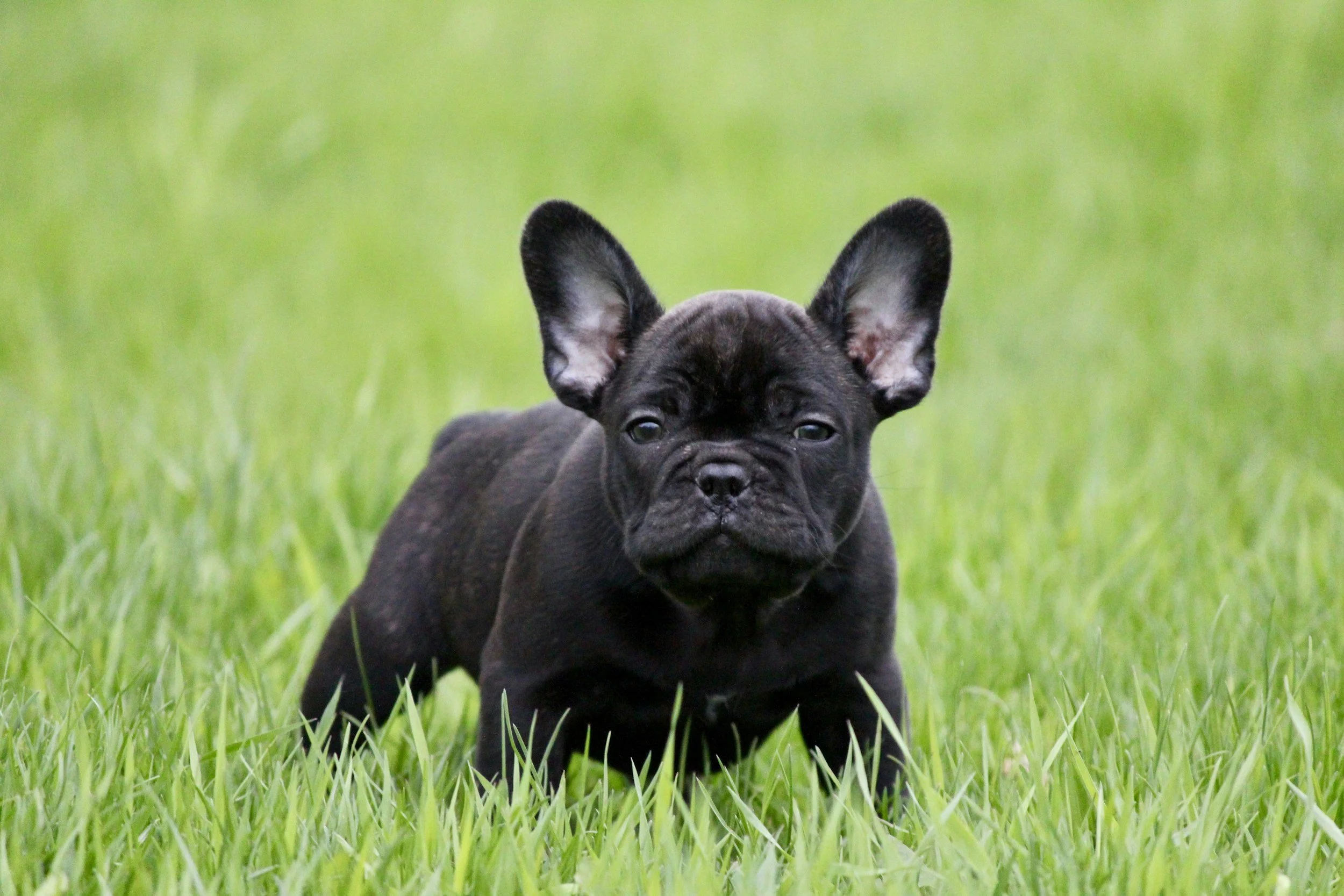 A black French Bulldog puppy lying in the grass, with large ears and dark eyes, on a green grassy field.