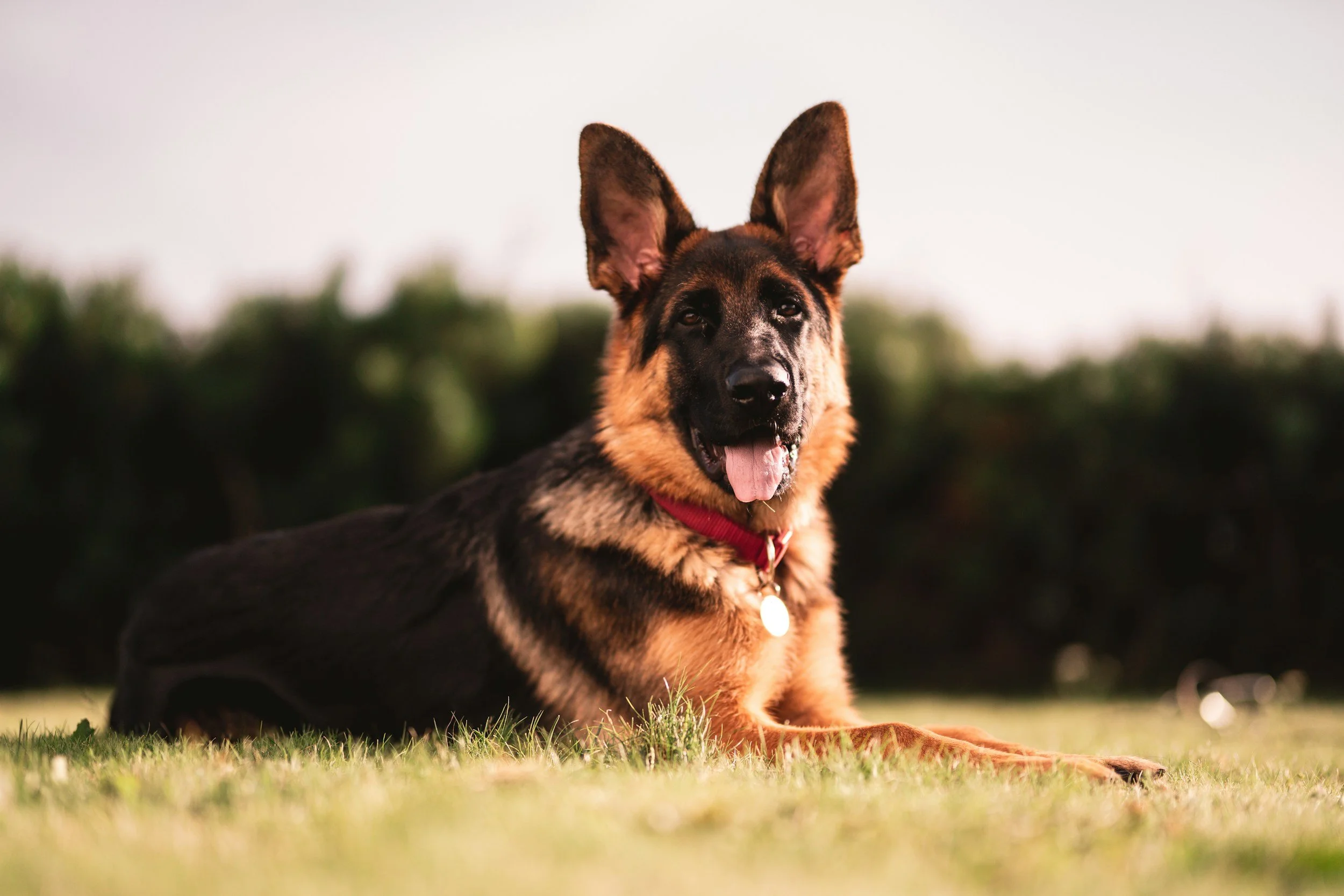 A German Shepherd dog lying on grass outdoors during daytime.