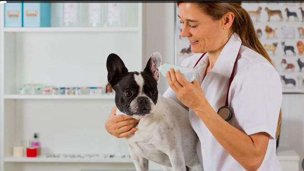 Vet Transport & Appointment Services