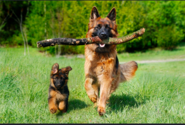 Pet Adventure Outings- 1/2 Day or Full Day