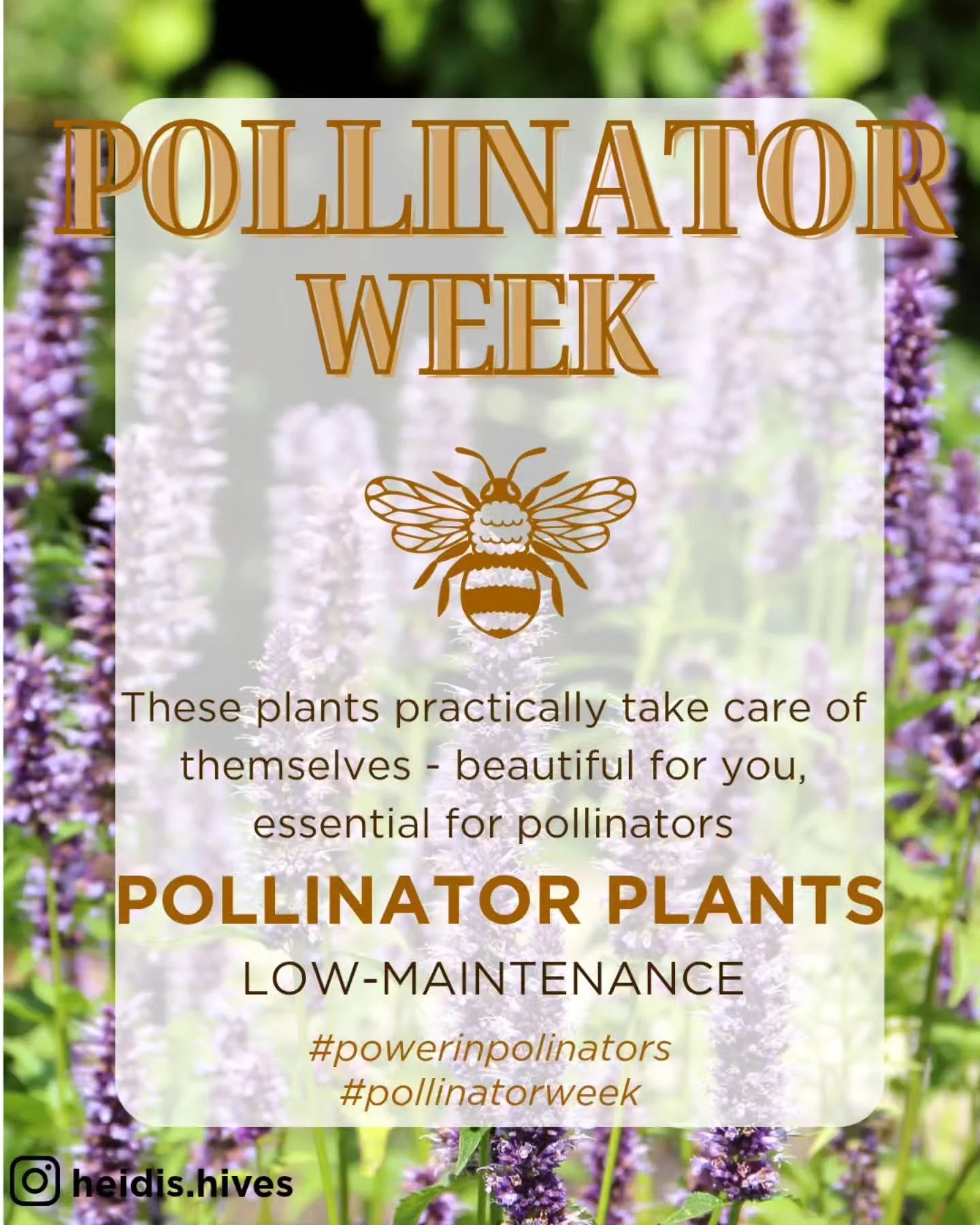 It's Pollinator Week 🌸🐝🦋

I shared recently that I am far from a green thumb. But you don't need to be a professional gardener to be able to help pollinators. Here is a list of foolproof plants that you can put in your garden and walk away.

✅Anis