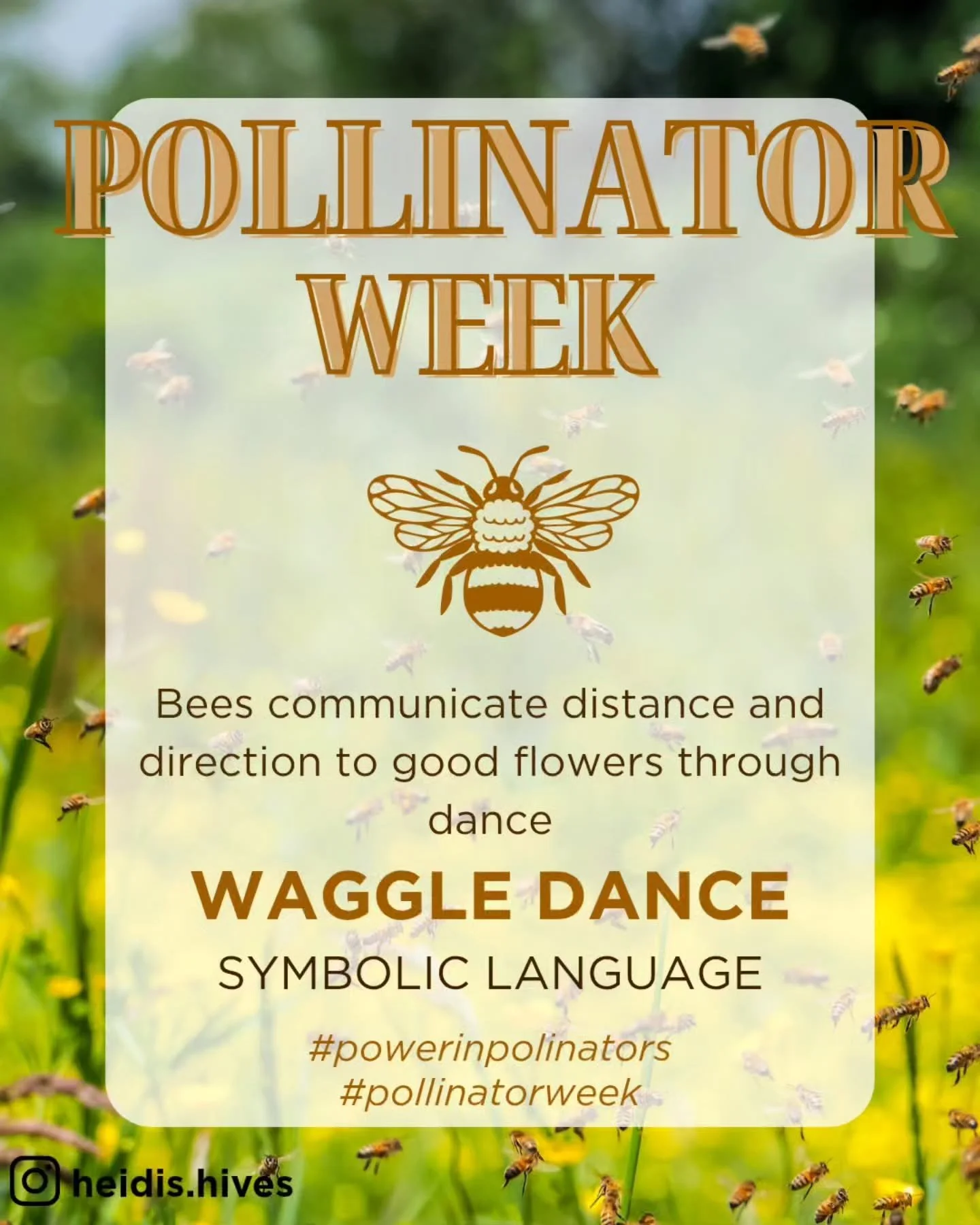 It's Pollinator Week 🦋🌸🐝

🐝✨ Nature's built-in GPS? Meet the waggle dance.

When a honeybee finds a flower patch, she doesn't keep it to herself &mdash; she heads back to the hive and dances to tell her sisters exactly where to go.

Here's how it