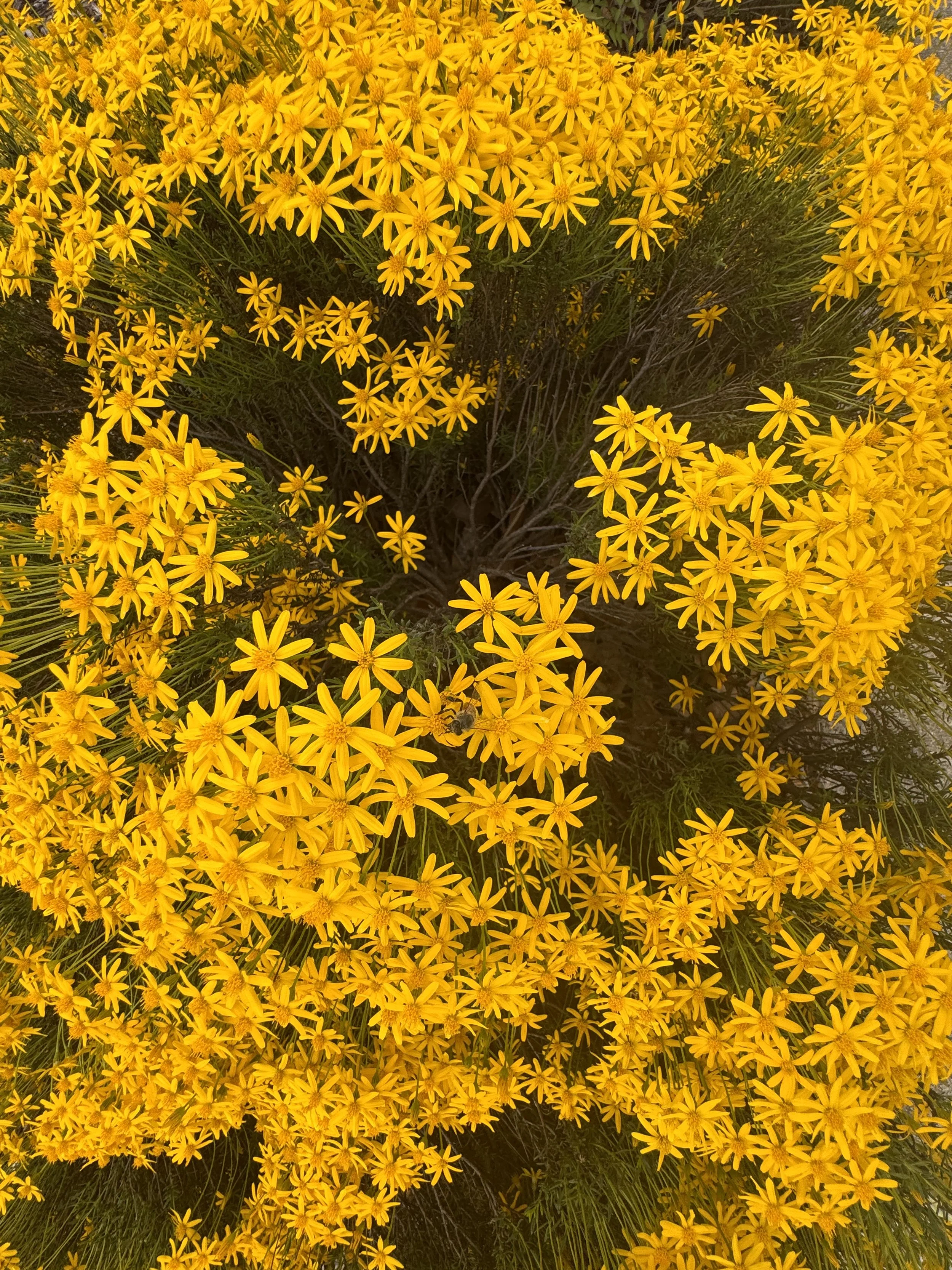 A dense cluster of bright yellow flowers with green foliage underneath.