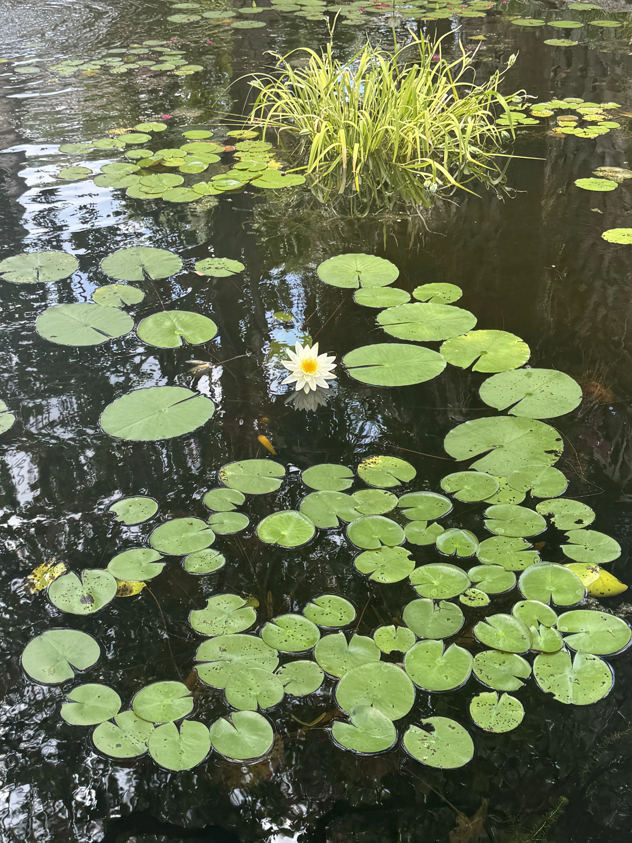 A pond with green lily pads and a white water lily flower in bloom in the foreground. There is green aquatic grass in the middle of the pond, and the water reflects the surrounding trees and sky.