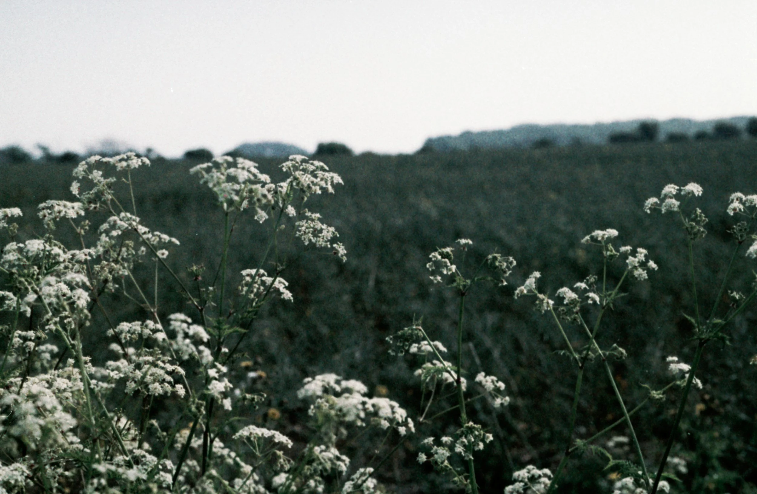 Wildflowers growing in a field with distant hills in the background under a gray sky.