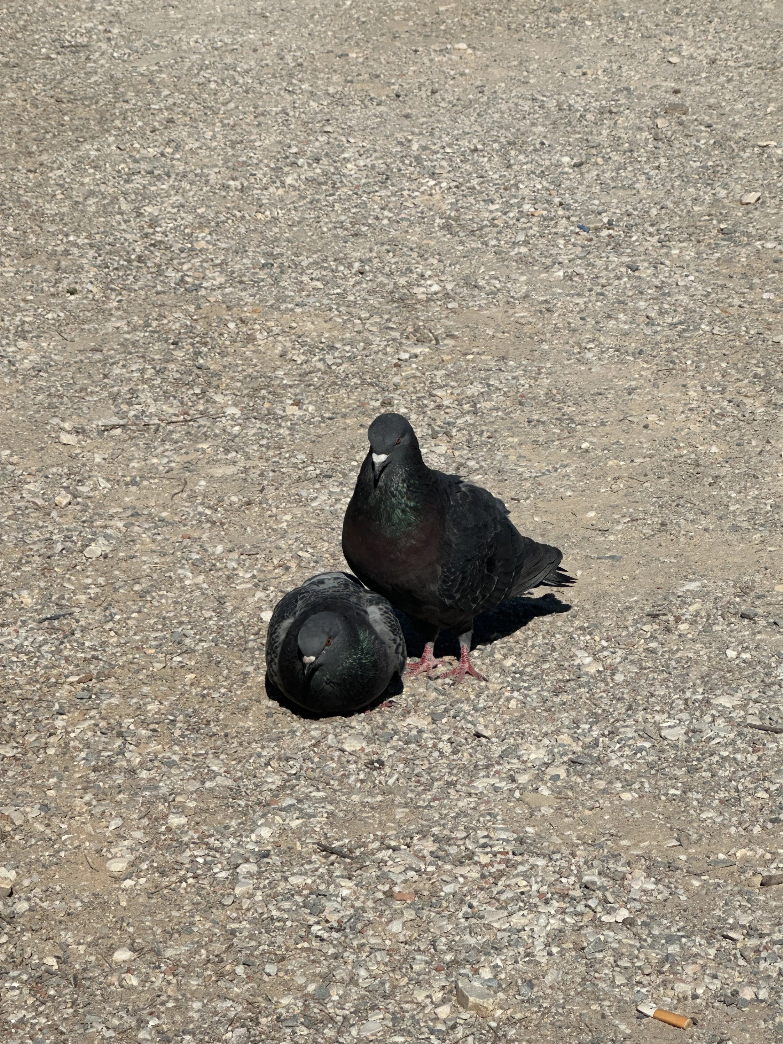 Two pigeons standing on a gravelly ground with a cigarette butt on the right side.