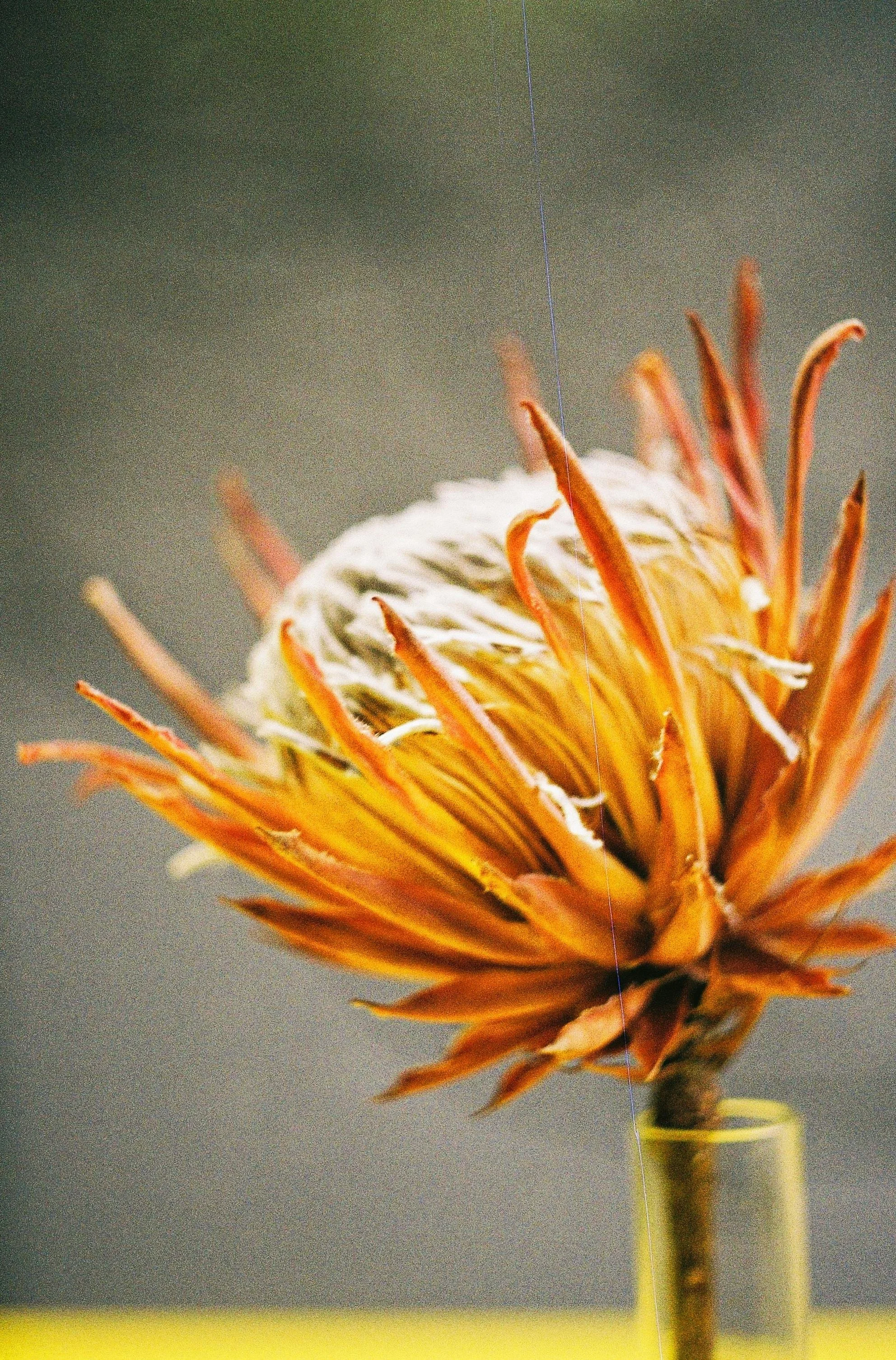 Close-up of a dried protea flower in a yellow vase with a dark gray background.
