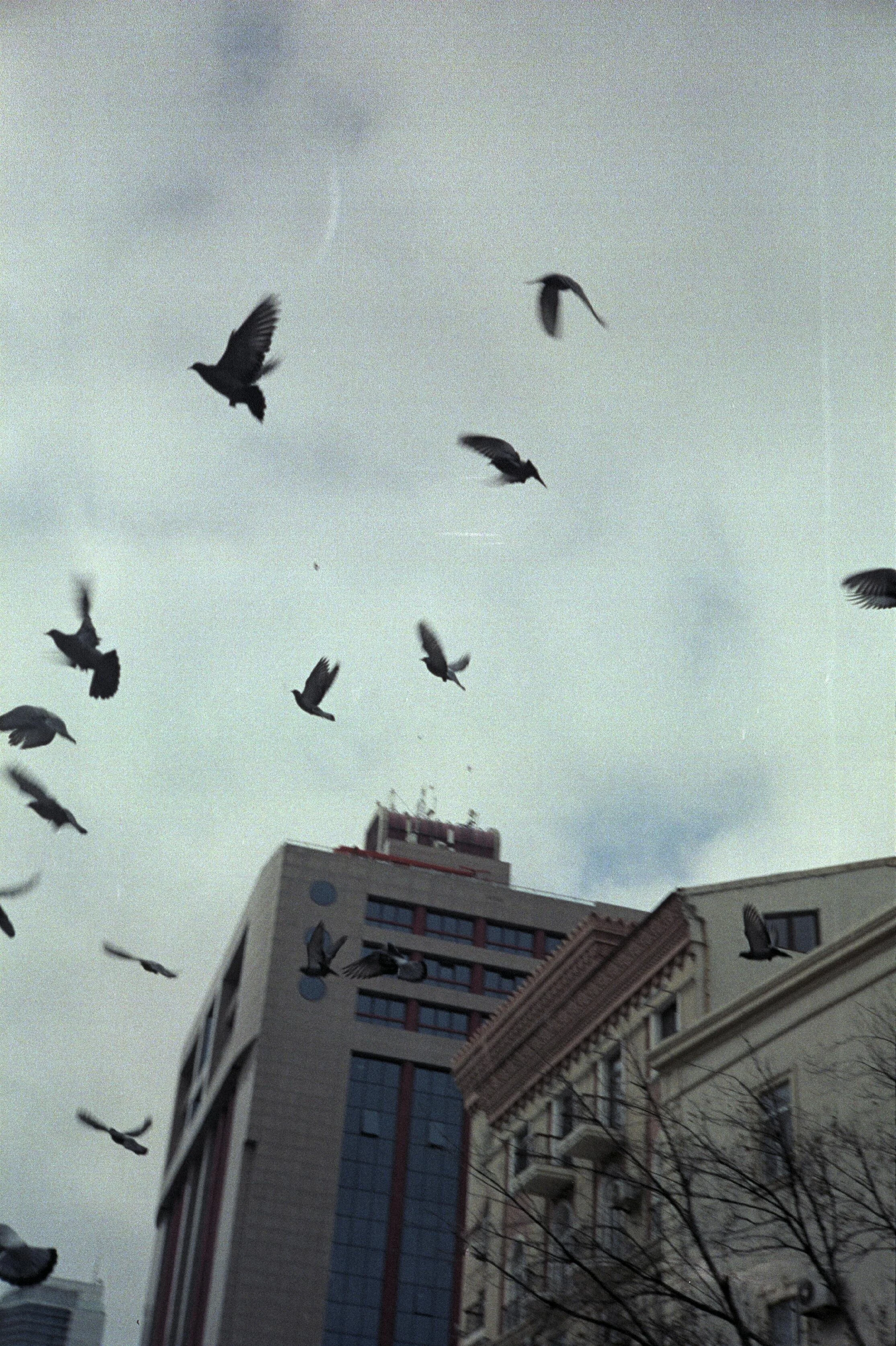 A group of birds flying in the sky above tall buildings in an urban area.