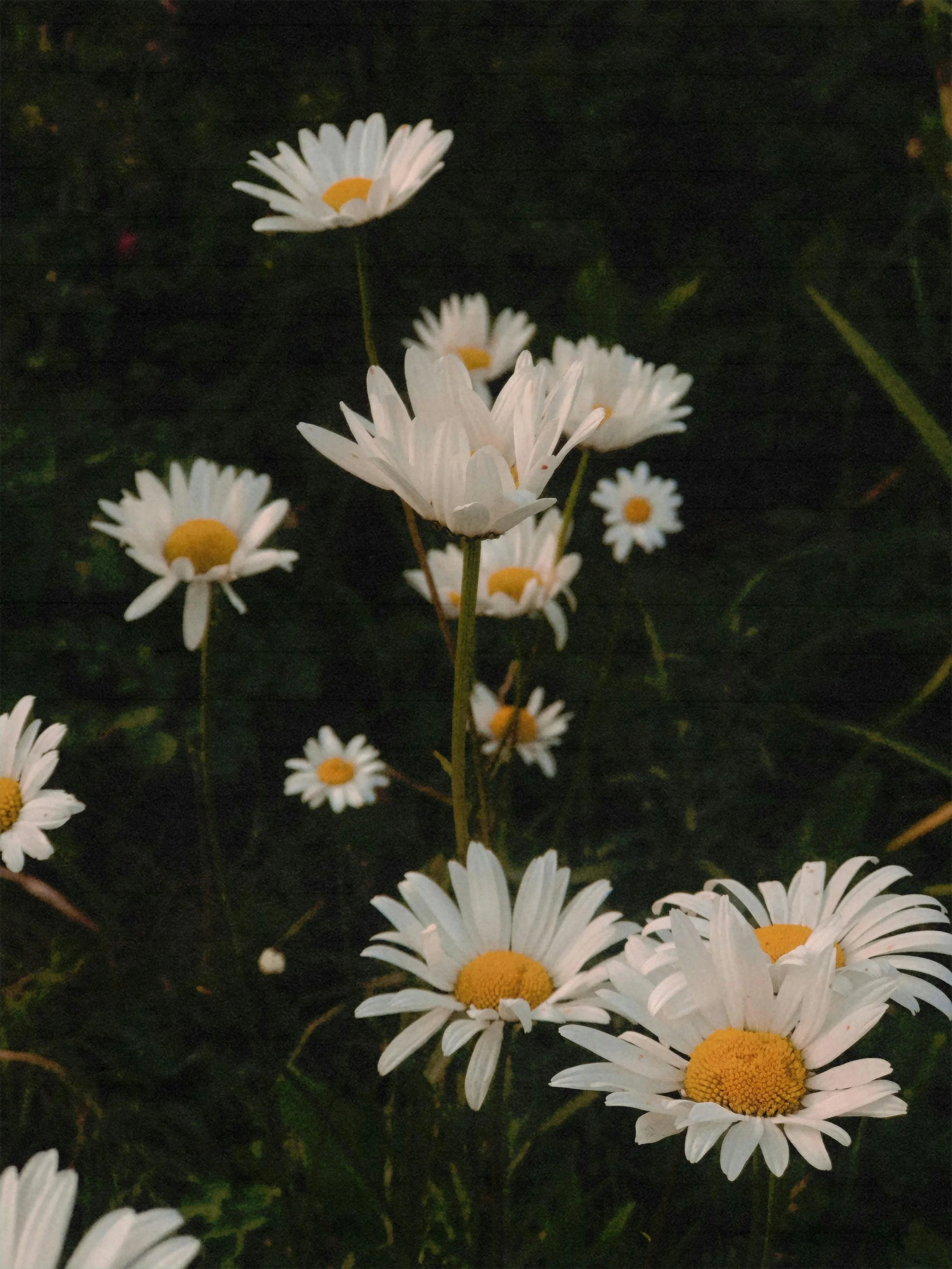 Close-up of white daisies with yellow centers against a dark background.