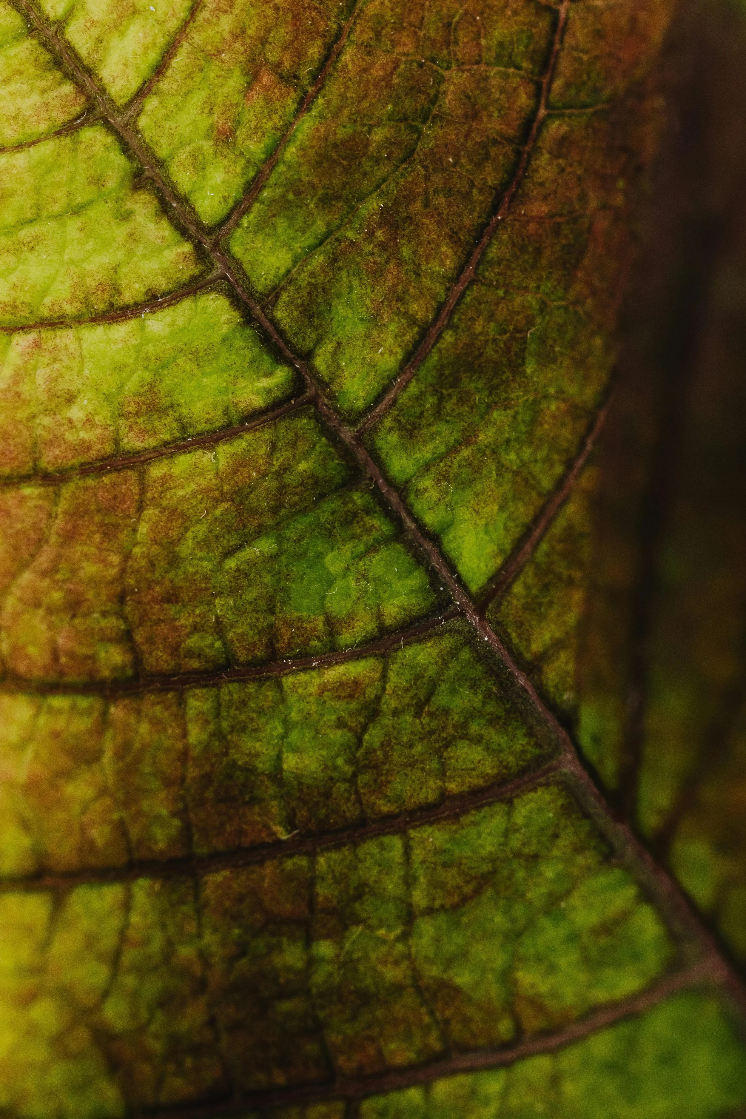 A close-up of a leaf showing its green and brown coloration with detailed vein patterns.