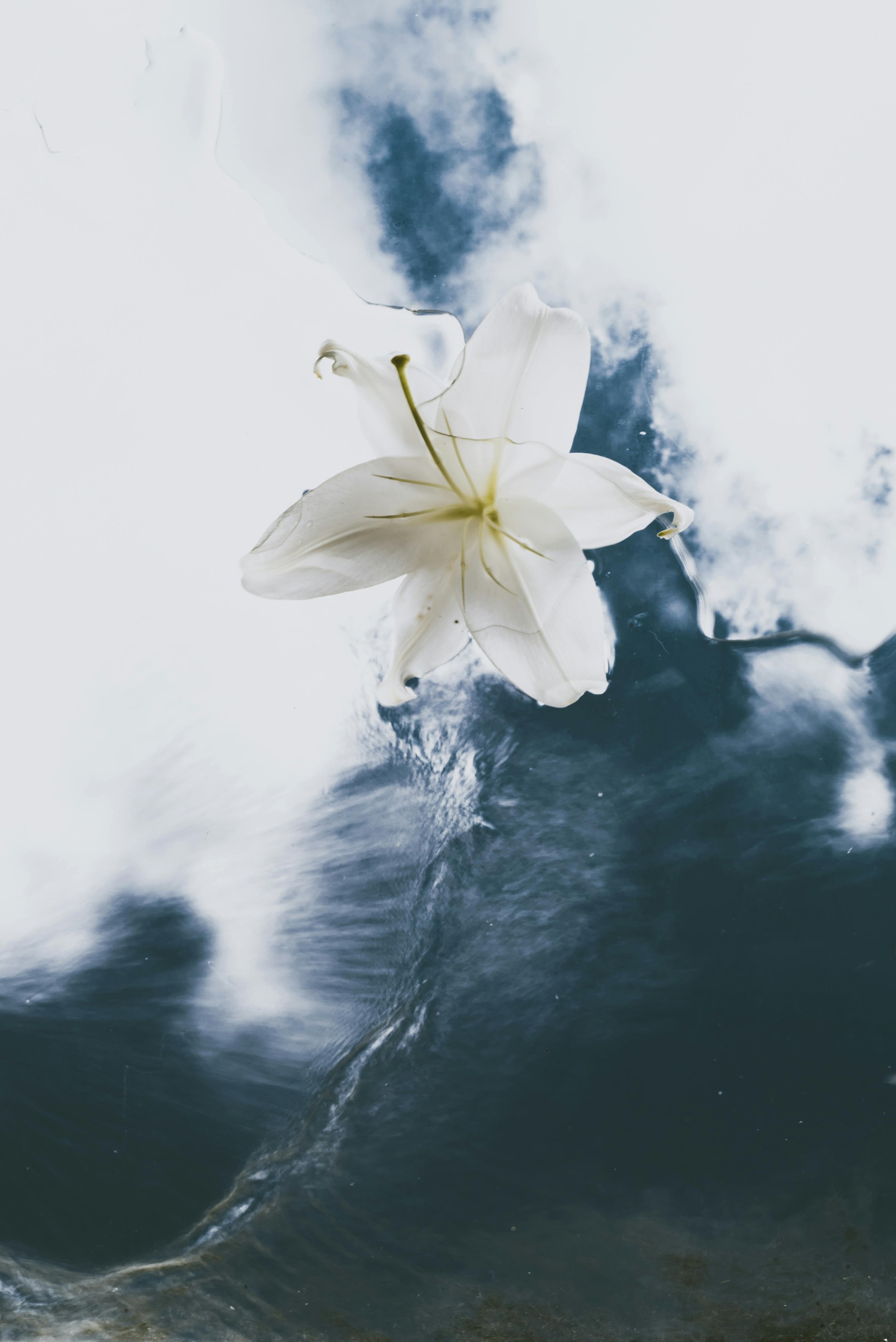 A white lily flower floating on water with a cloudy sky reflected in the water beneath the flower.