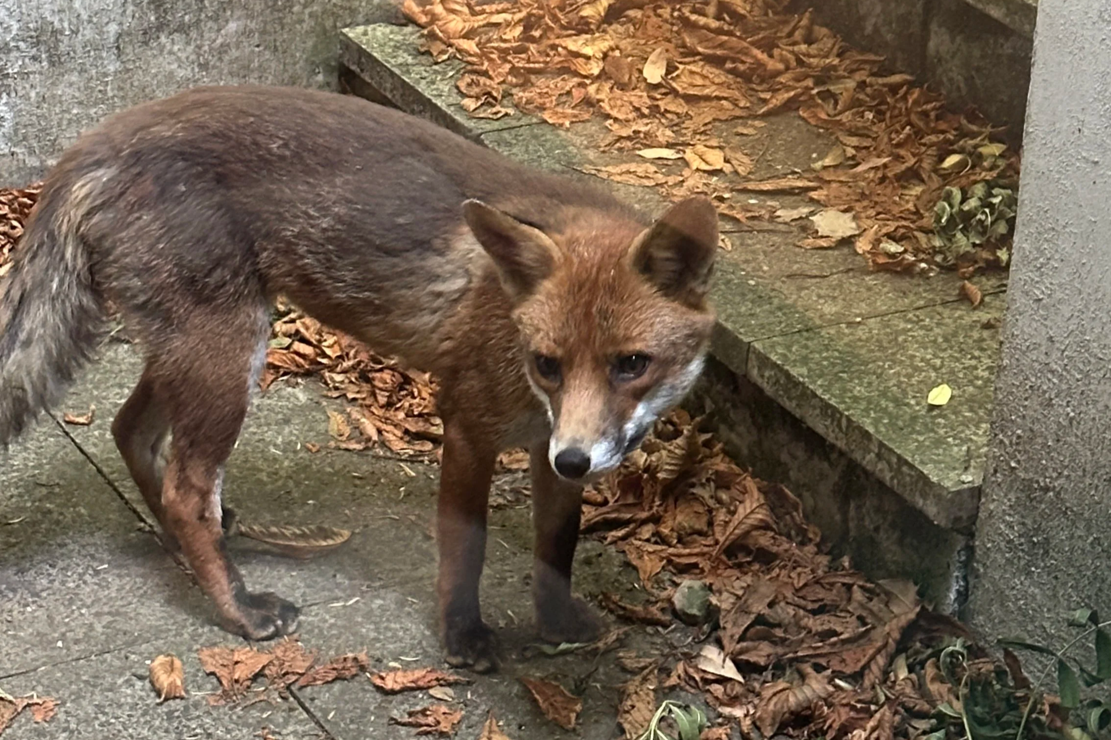 A fox standing on a concrete surface with fallen leaves around, with a stone block and a concrete wall in the background.