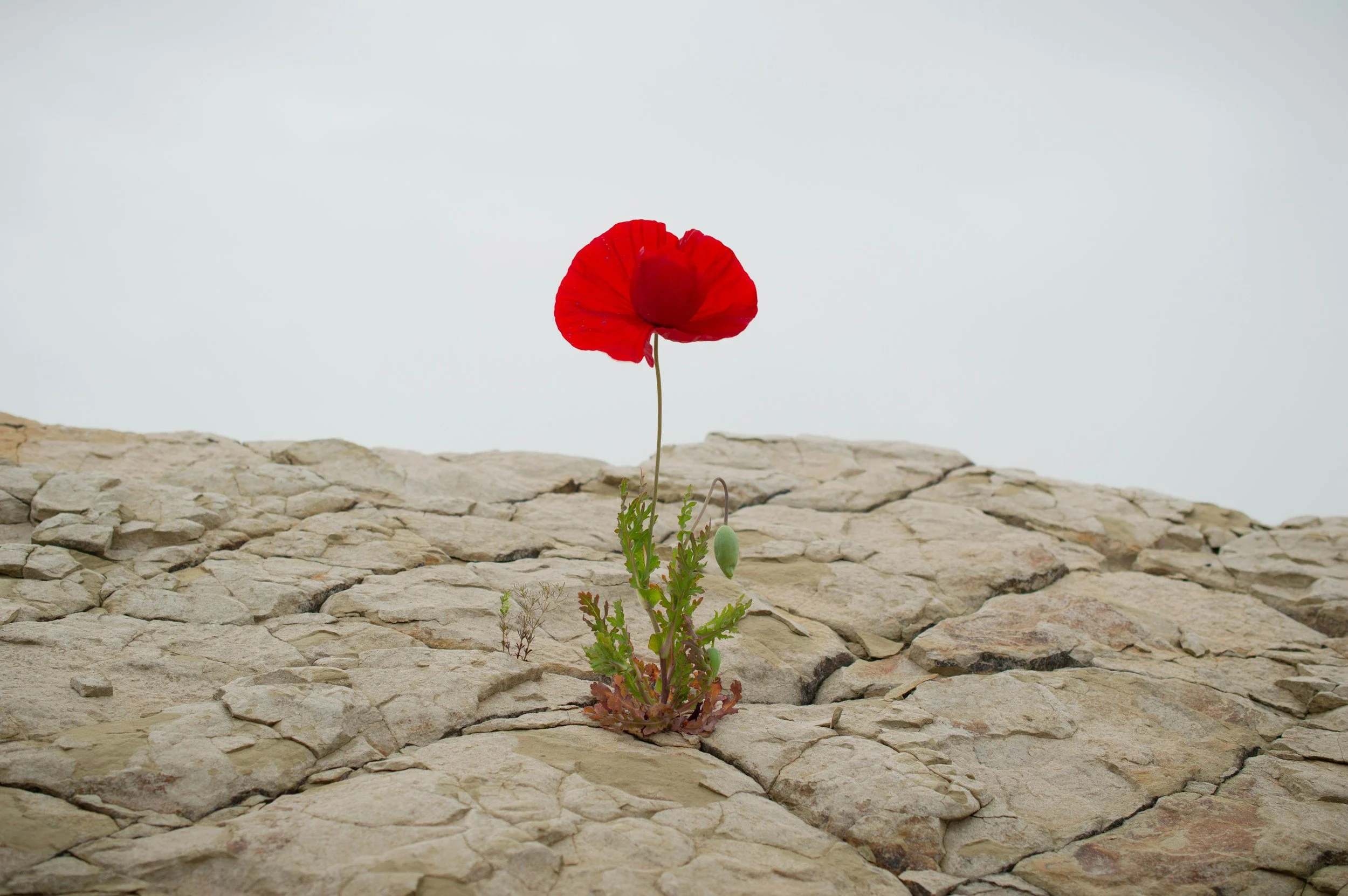 plant growing from ground