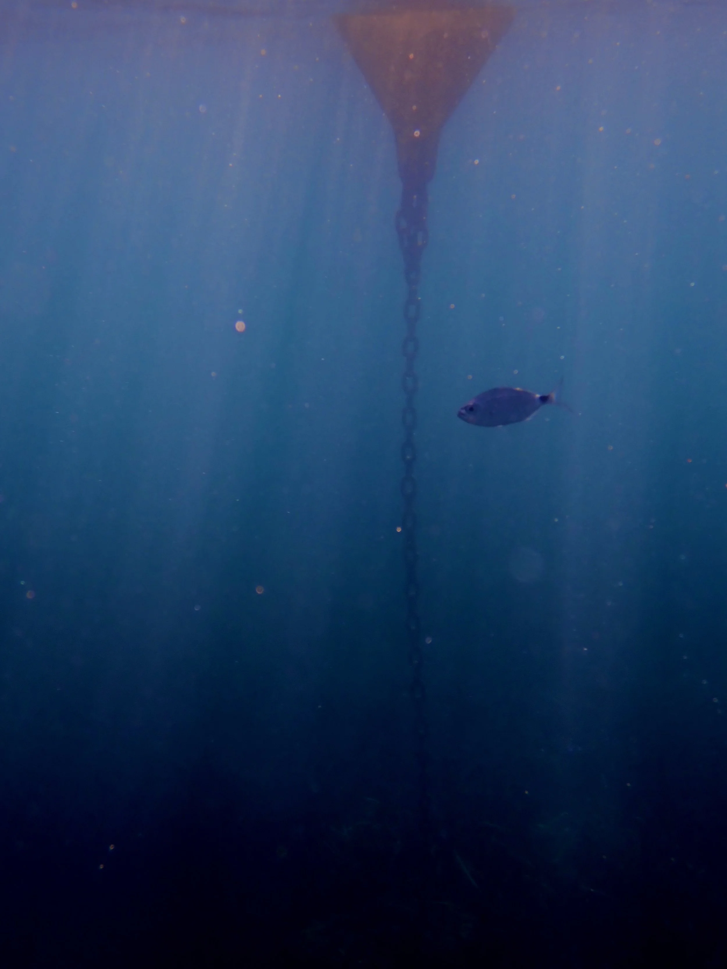 Une plongée sous-marine montrant une bouteille d'air comprimé suspendue dans l'eau avec un poisson passant à proximité, entourée d'une multitude de petites particules suspendues dans l'eau.