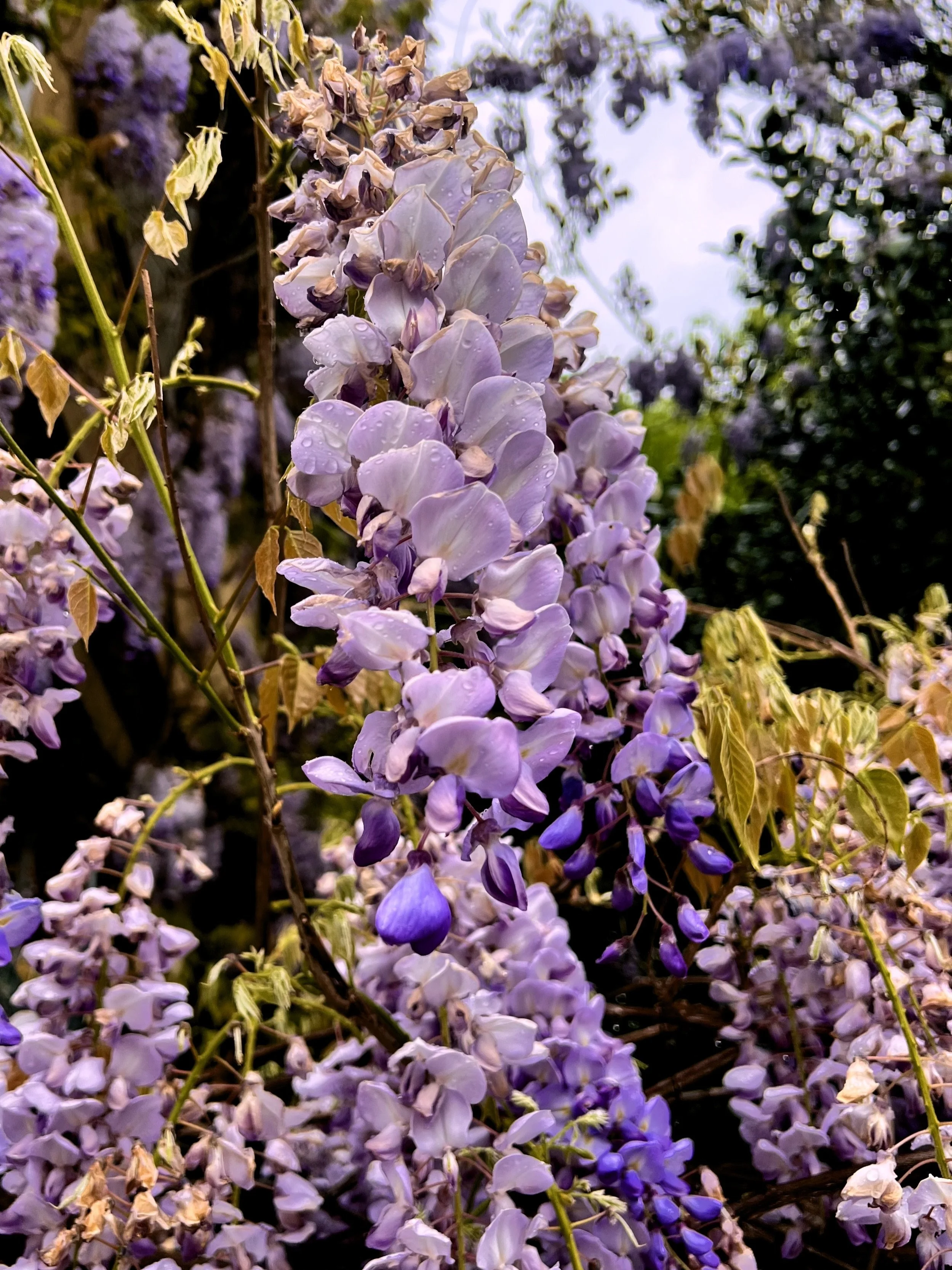 Grappe de fleurs violettes avec des gouttes d'eau, entourée de feuilles vertes et marron, en plein jour.