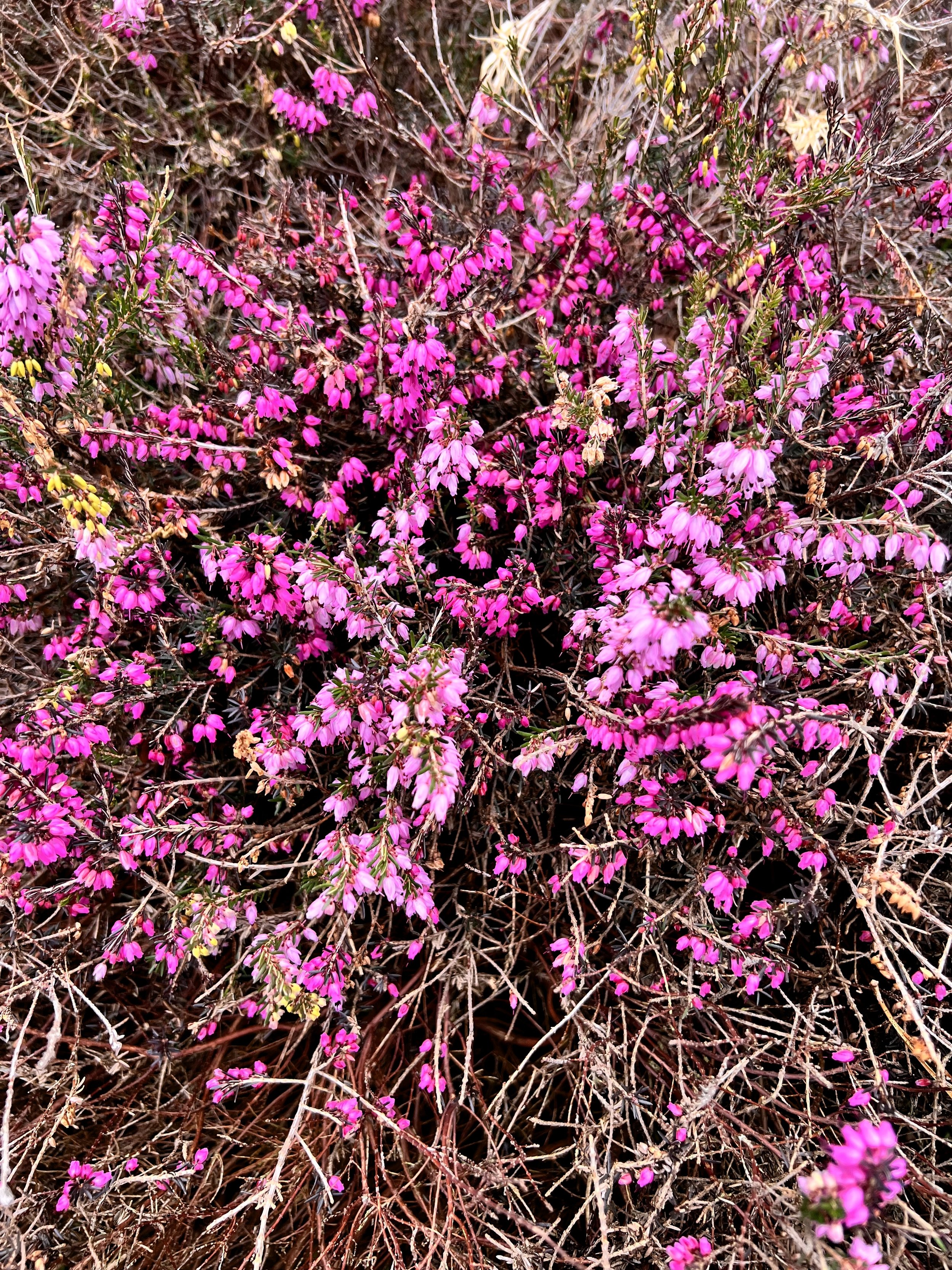 Faible perspective d'une végétation de buissons avec de petites fleurs roses et pourpres, branches sèches en arrière-plan.
